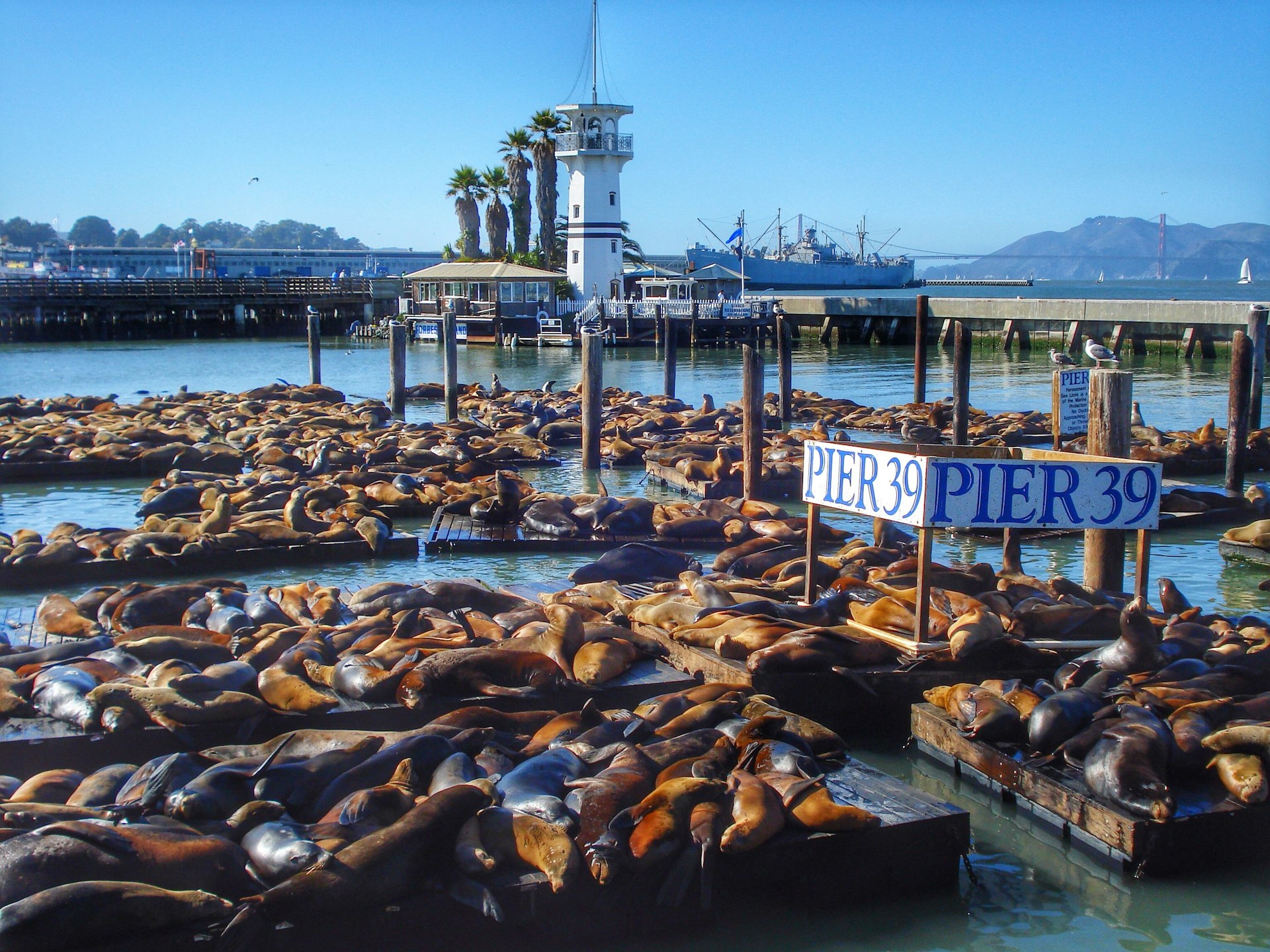 Hundreds of brown sea lions lounge in the sun on jetties under a sign that says 