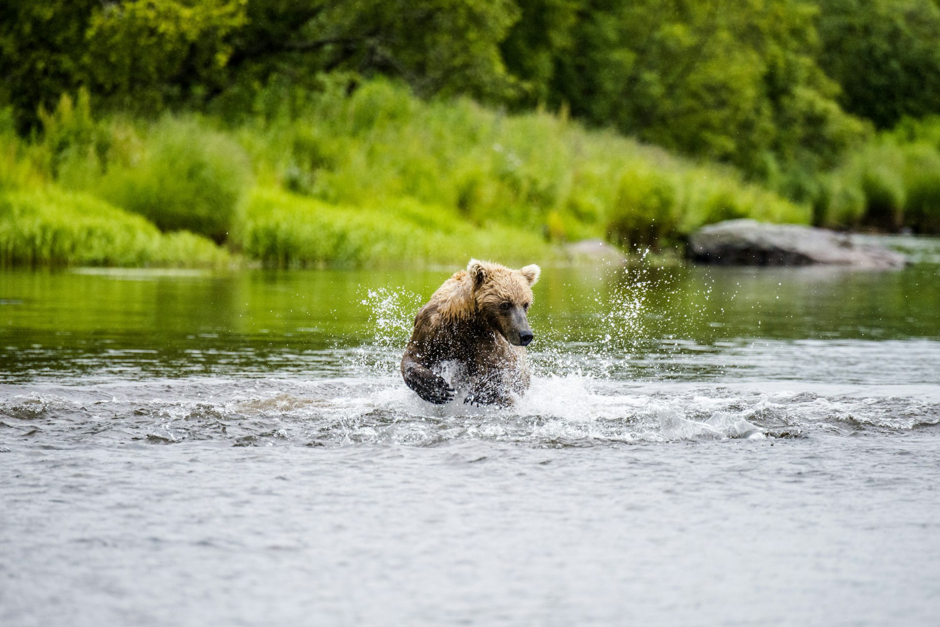 Young Grizzly chasing salmon in the river