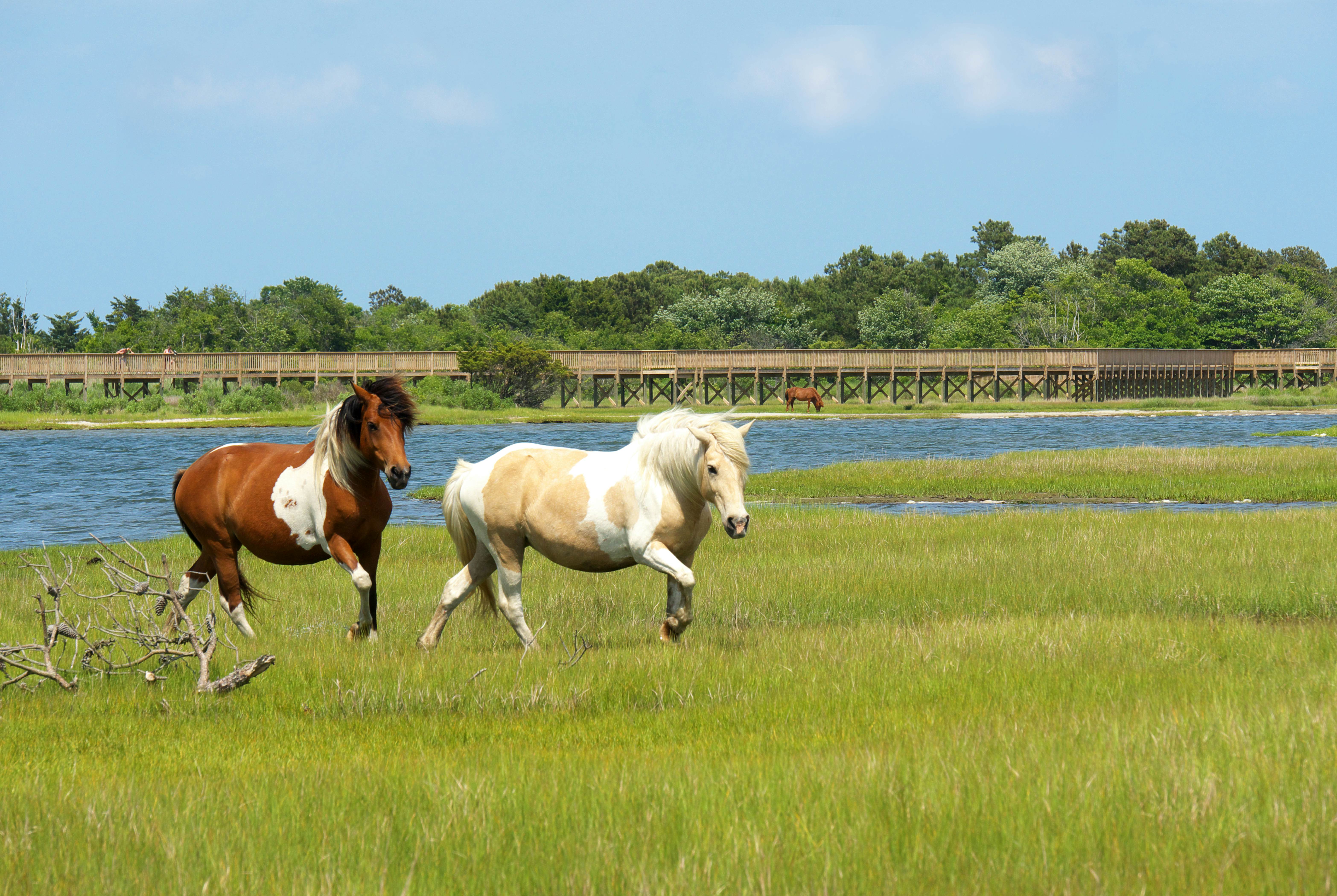 New Jersey Wild Animals Lookout: Sunning Wildlife in The Garden State