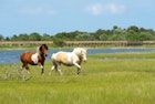 Assateague Island National Seashore in Maryland is home to wild horses. These wild horses are actually feral animals, meaning that they are descendants of domestic animals that have reverted to a wild state.