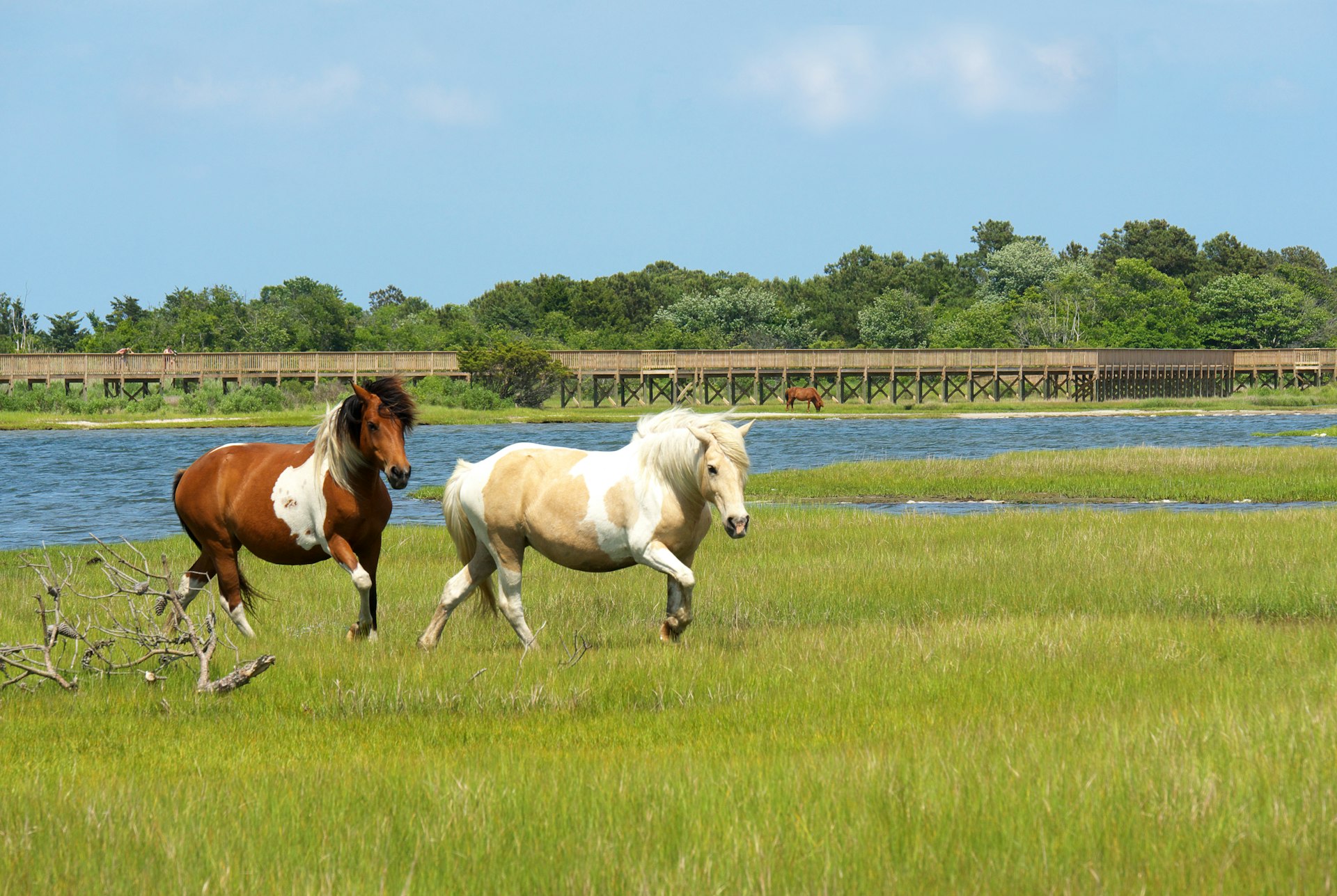 On the Run-Two Assateague Ponies