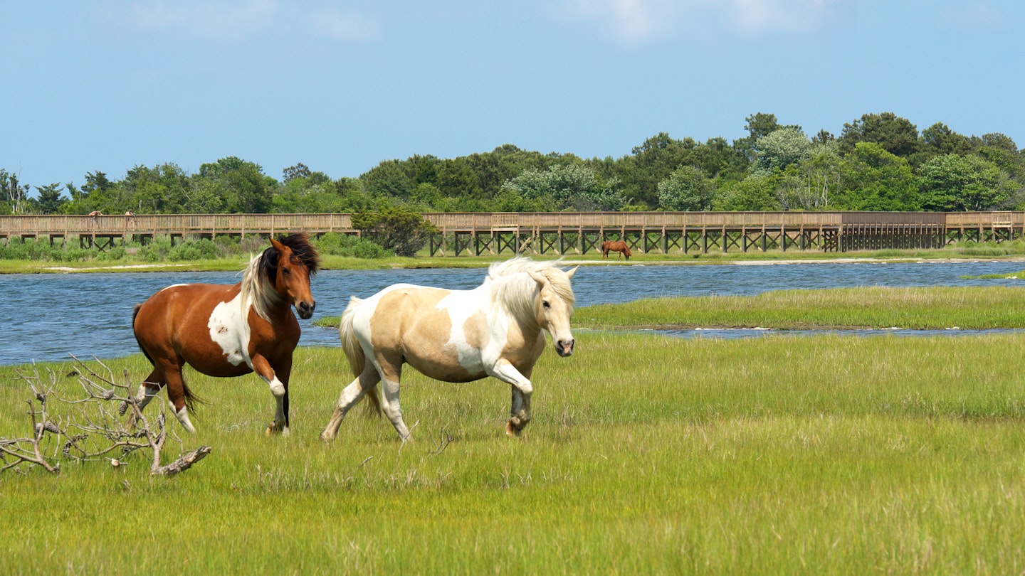 Assateague Island National Seashore in Maryland is home to wild horses. These wild horses are actually feral animals, meaning that they are descendants of domestic animals that have reverted to a wild state.