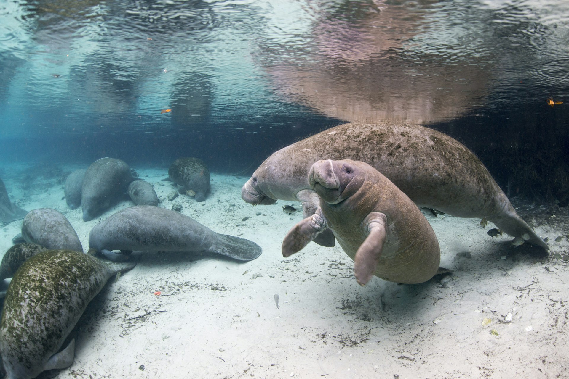 A small group of manatees gathered in clear shallow water in Florida