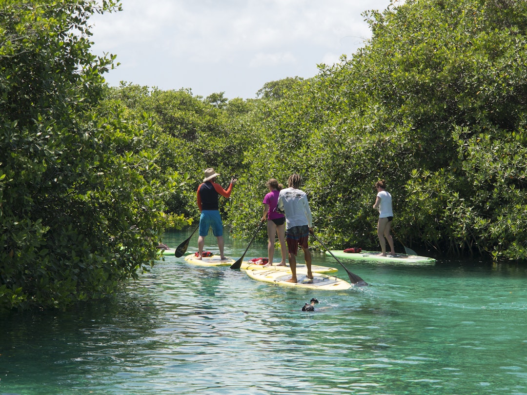 April 25, 2015: A group people paddle boarding in the waters of a Mexican cenote.