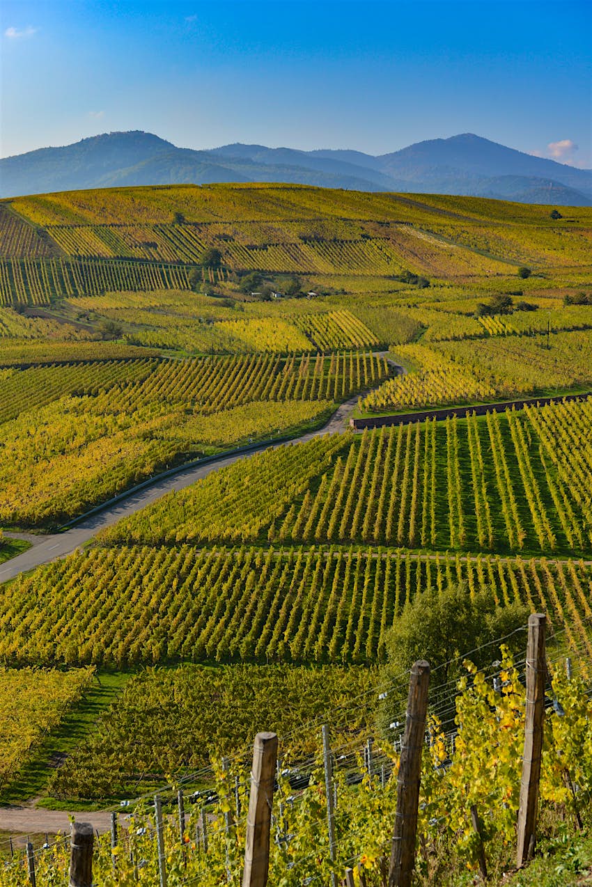 Vineyards of Alsace in France A road winds through hilly vineyards covered in neat rows of green vines