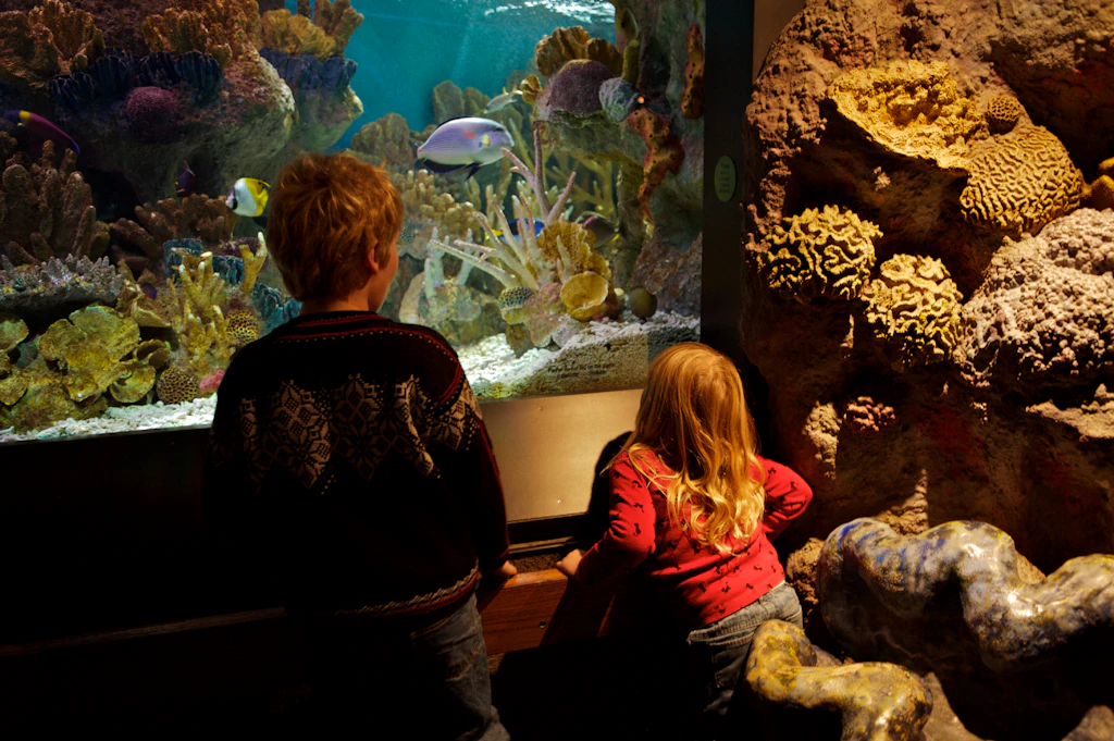 Two young children stare into a tank stocked with tropical fish