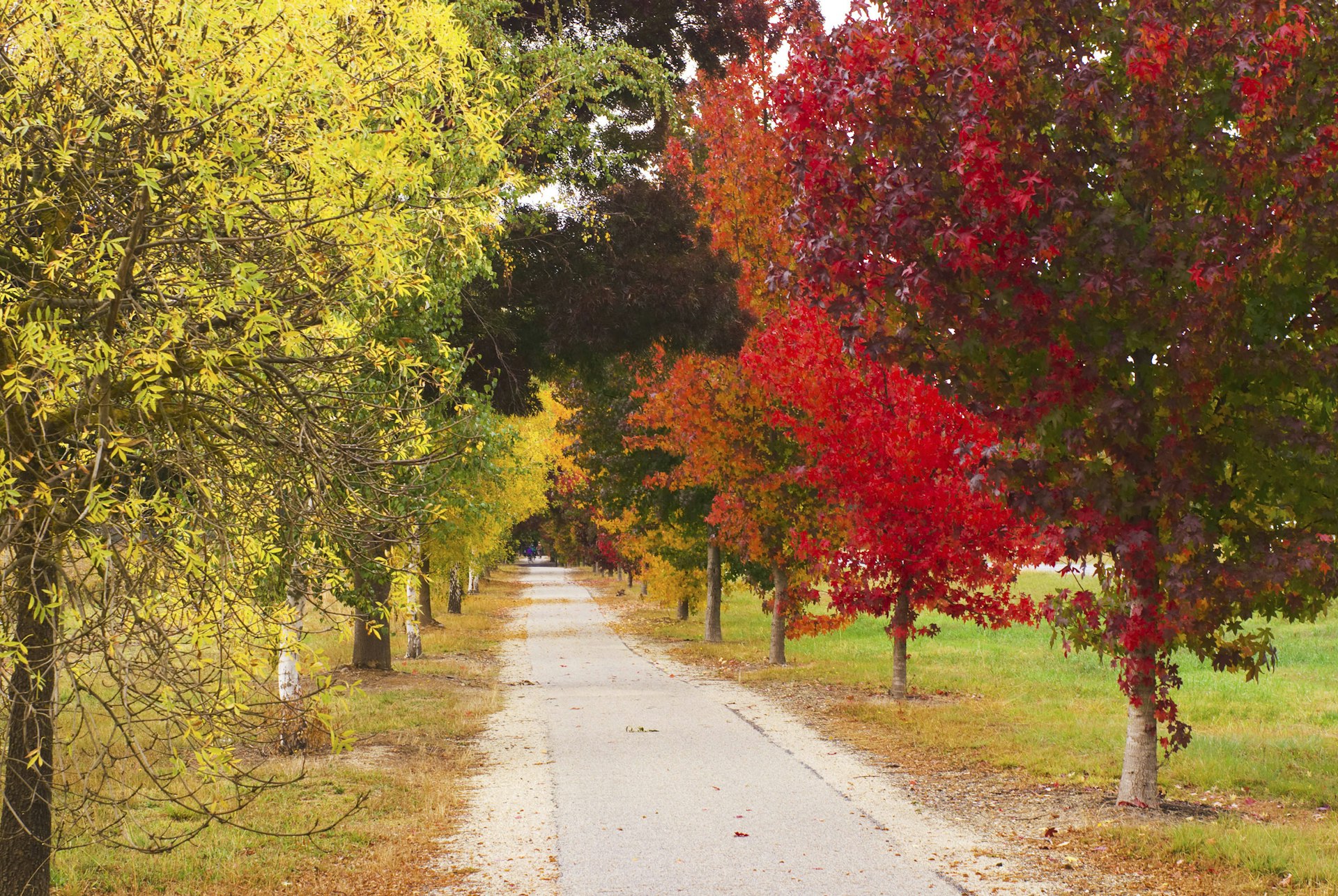 A row of red- and orange-leafed trees flank a walkway through a park in the town of Bright, Australia.