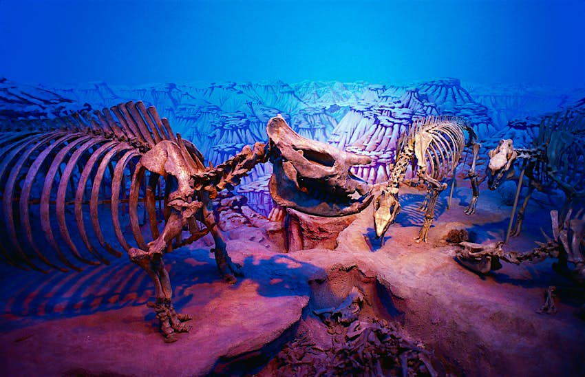Dinosaur Exhibits at the Royal Ontario Museum in Toronto