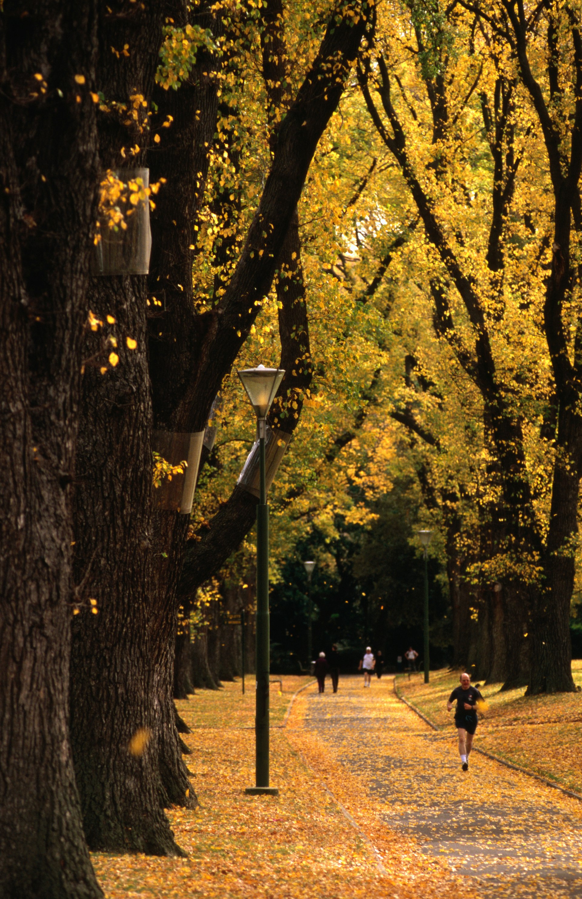 A jogger runs along a paved pathway through an autumnal Fitzroy Park in Melbourne. The leaves of the large trees lining the path are gold and orange in colour.