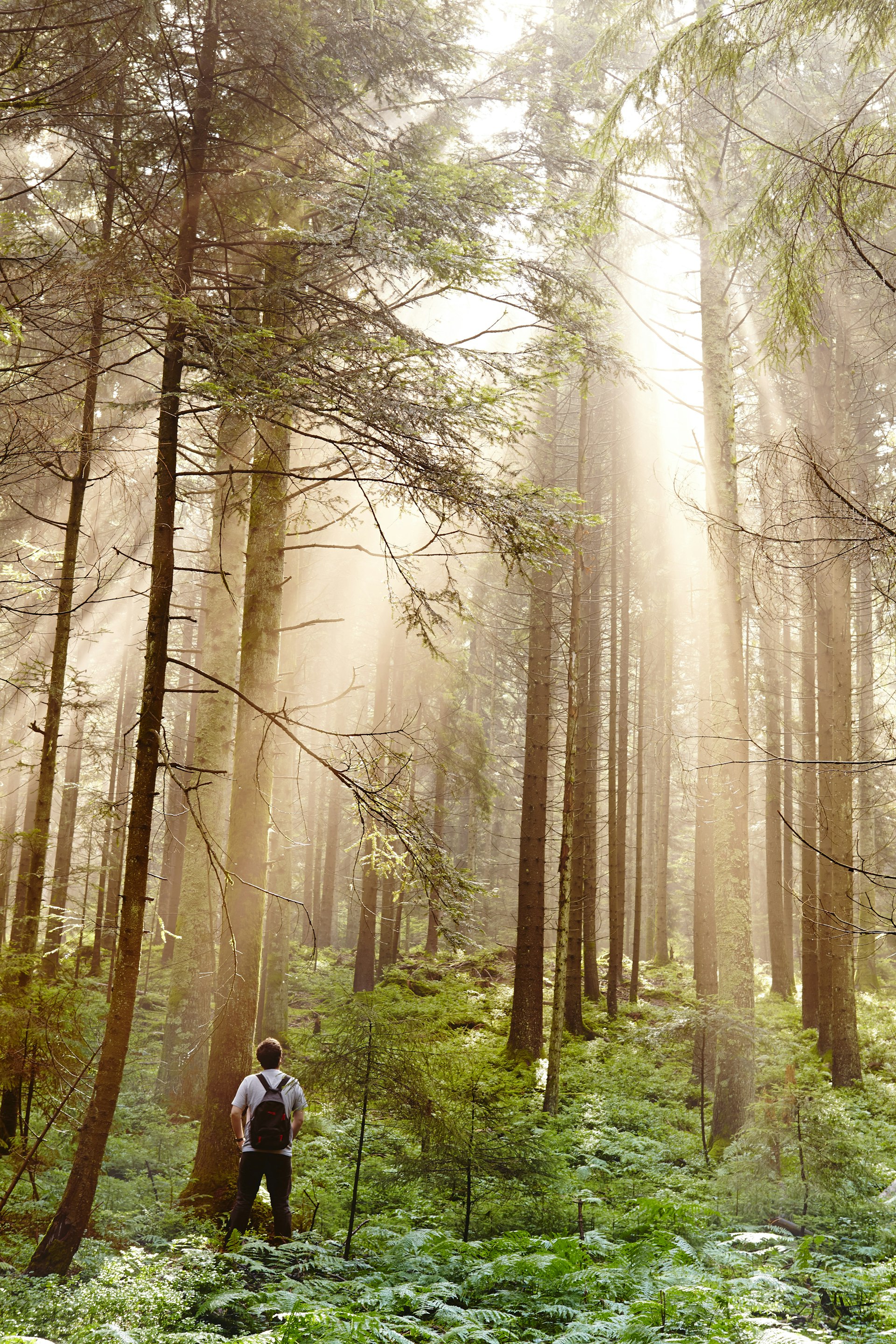 Hiker in the Black Forest, Germany