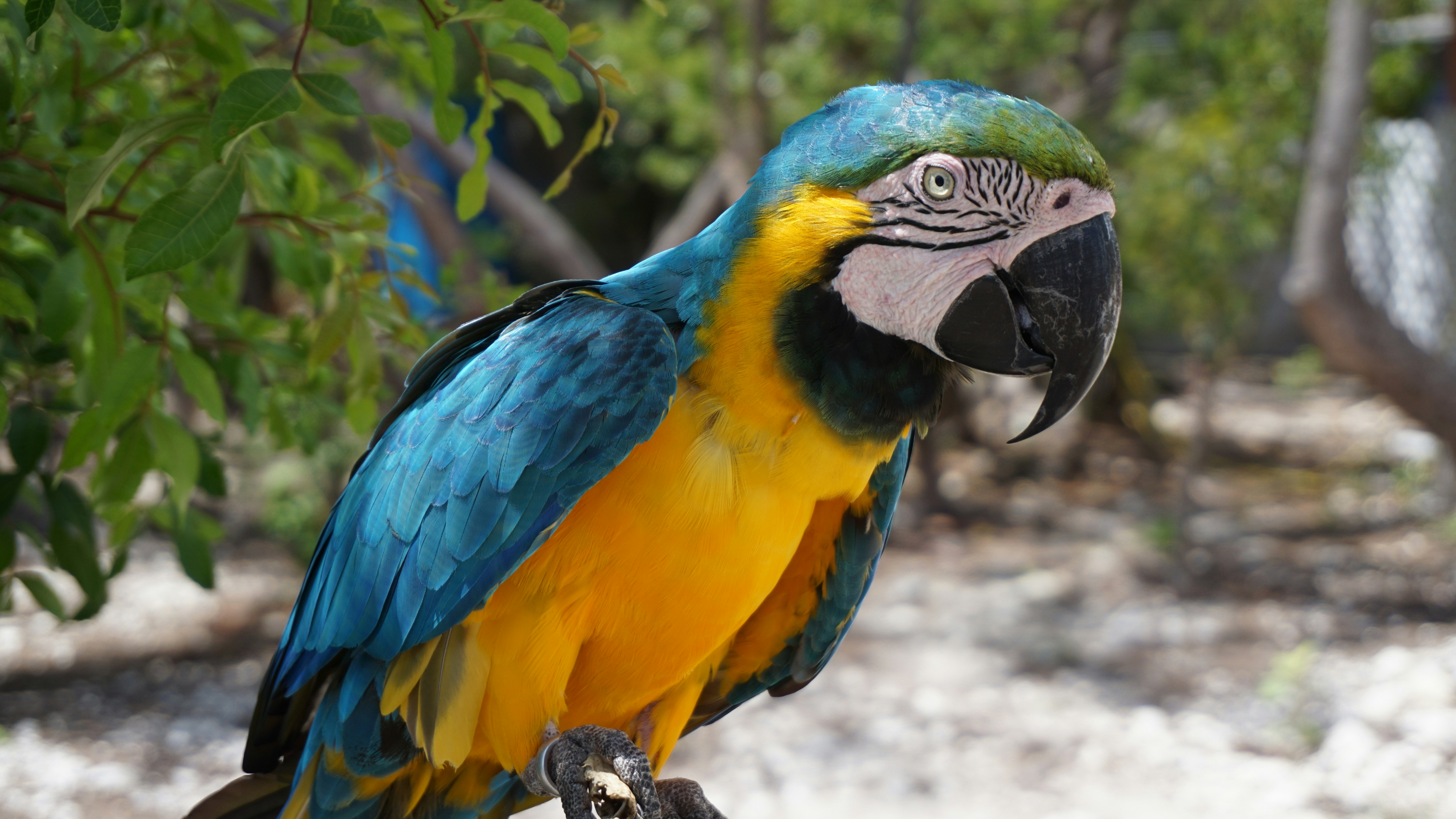 Close-up of a gold and blue macaw perching on a branch in Lucaya, Bahamas