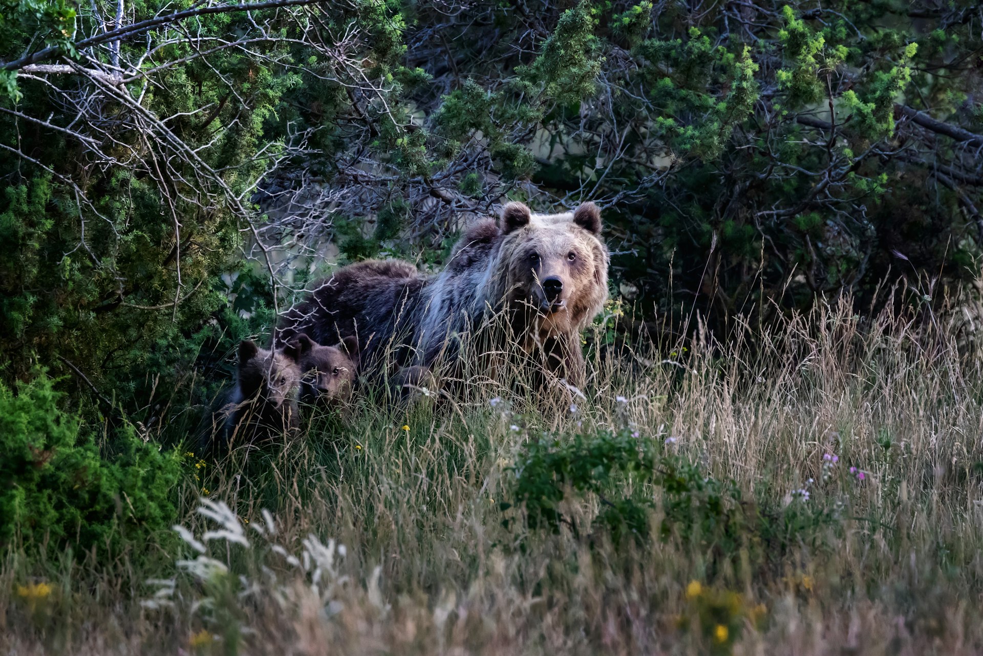 A Marsican bear emerges from a bush with her cubs in the Abruzzo region of Italy.