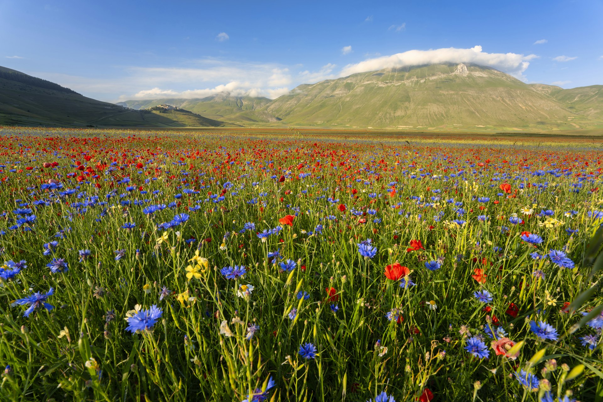 Red and blue wildflowers blooming in Piano Grande plateau in Sibillini National Park, Italy. In the background, a number of towering mountain peaks are visible.
