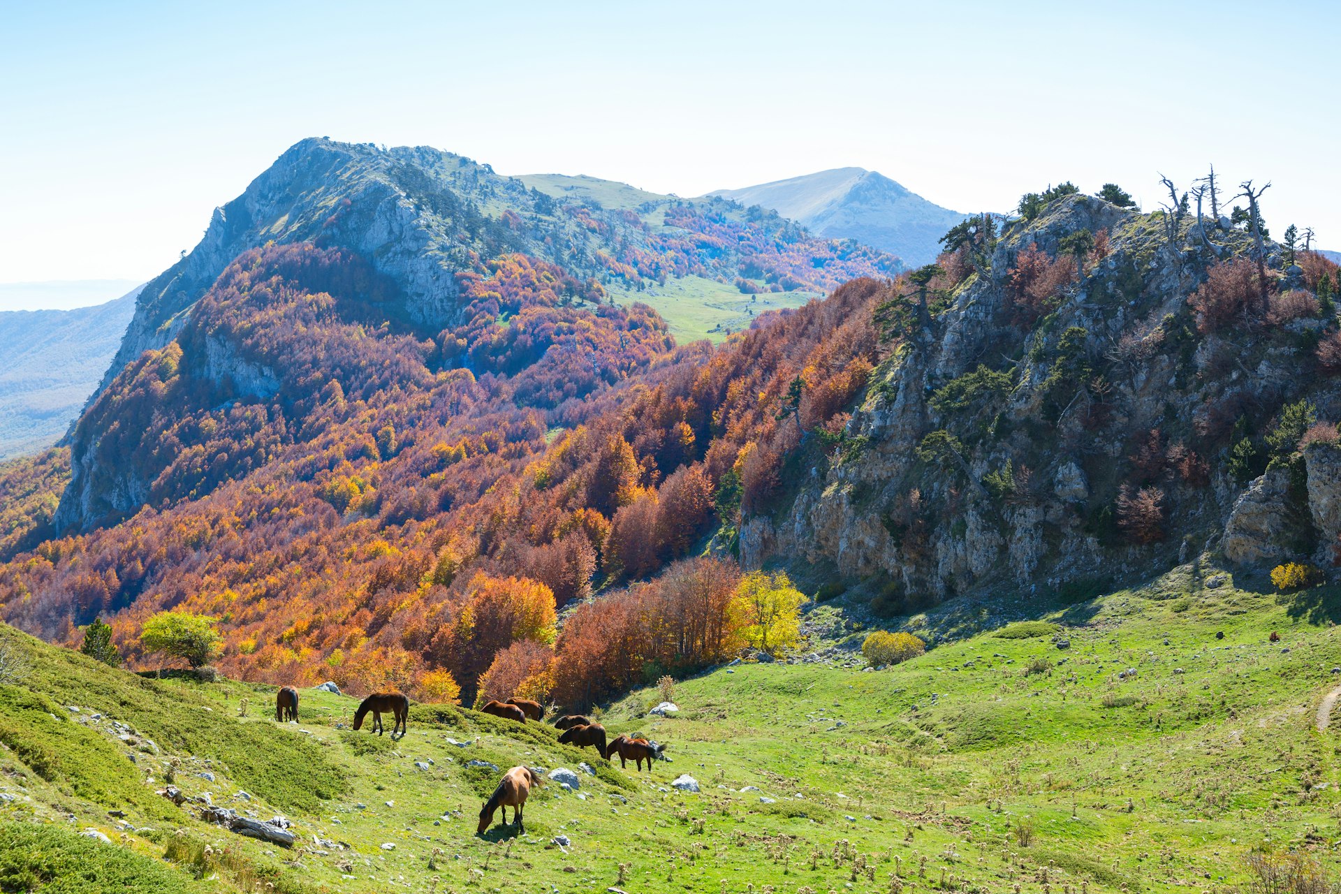 A view looking down a mountain over Pollino National Park in Italy. The hillsides are covered in forests and a number of horses graze in the foreground.