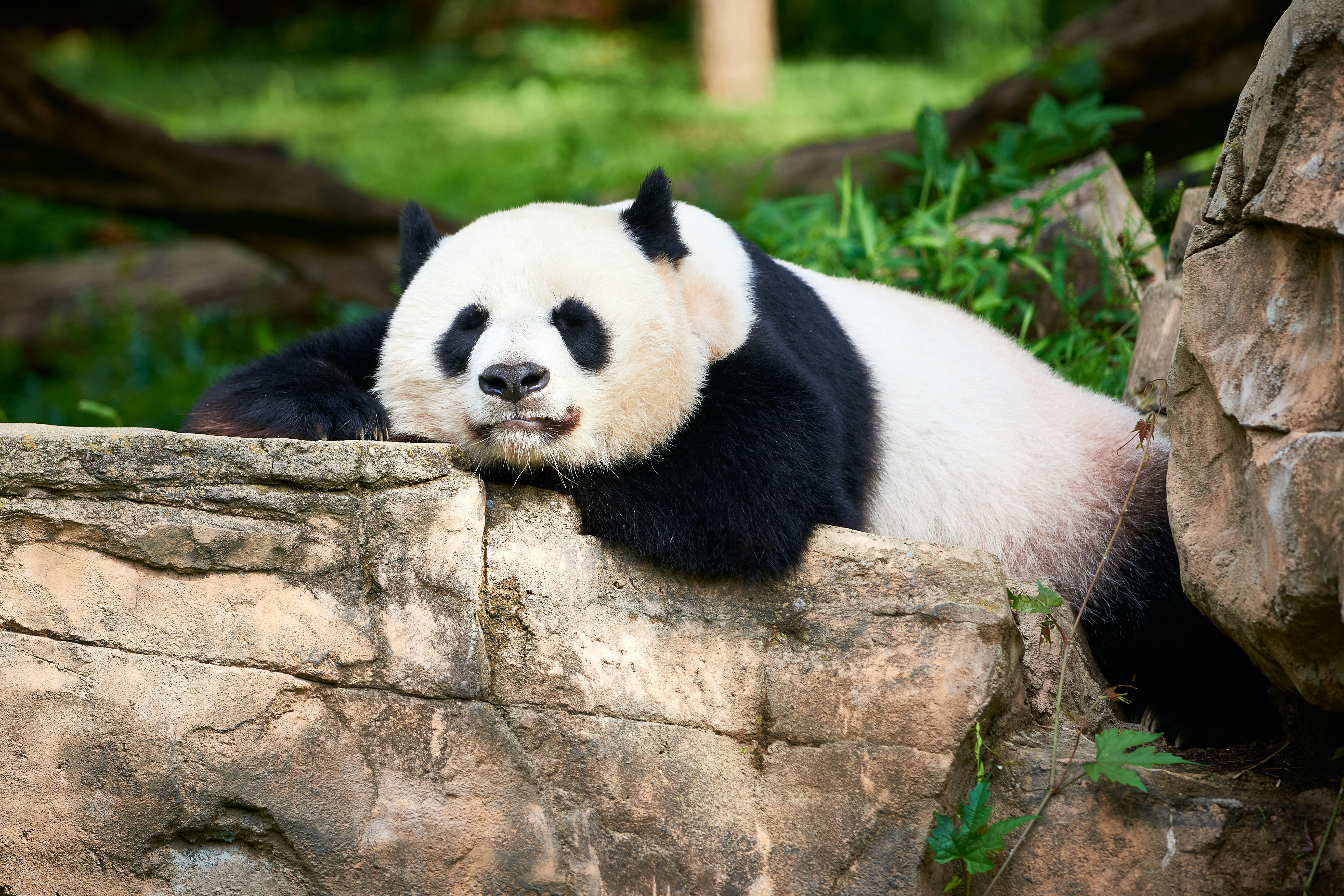Tian Tian, the male giant panda at the National Zoo.