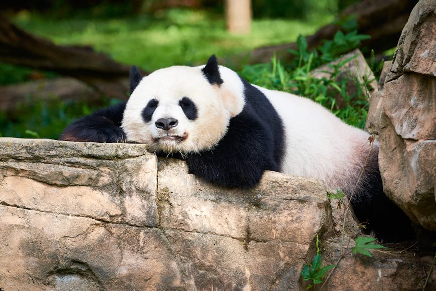 A giant panda rests on a large stone structure at Smithsonian's National Zoo in Washington, DC