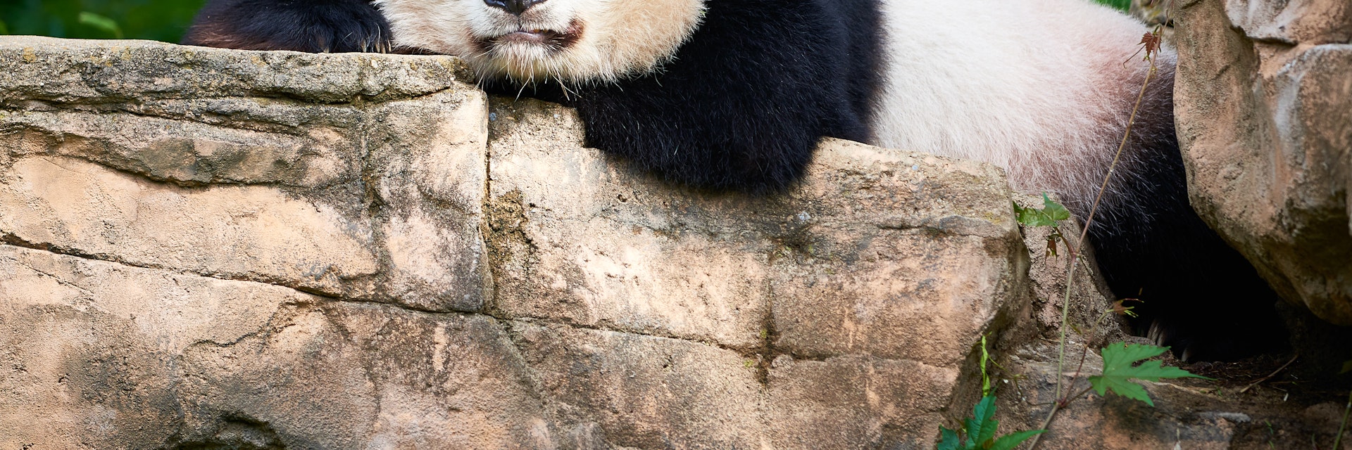 Tian Tian, the male giant panda at the National Zoo.