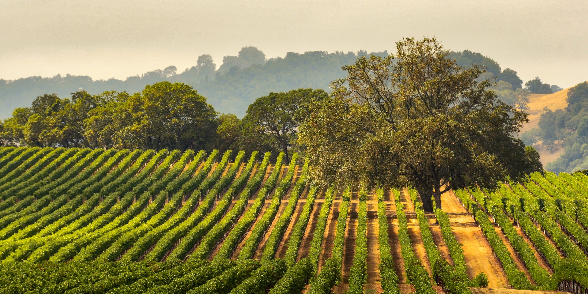Panorama of a vineyard with an oak tree in Sonoma County, California
