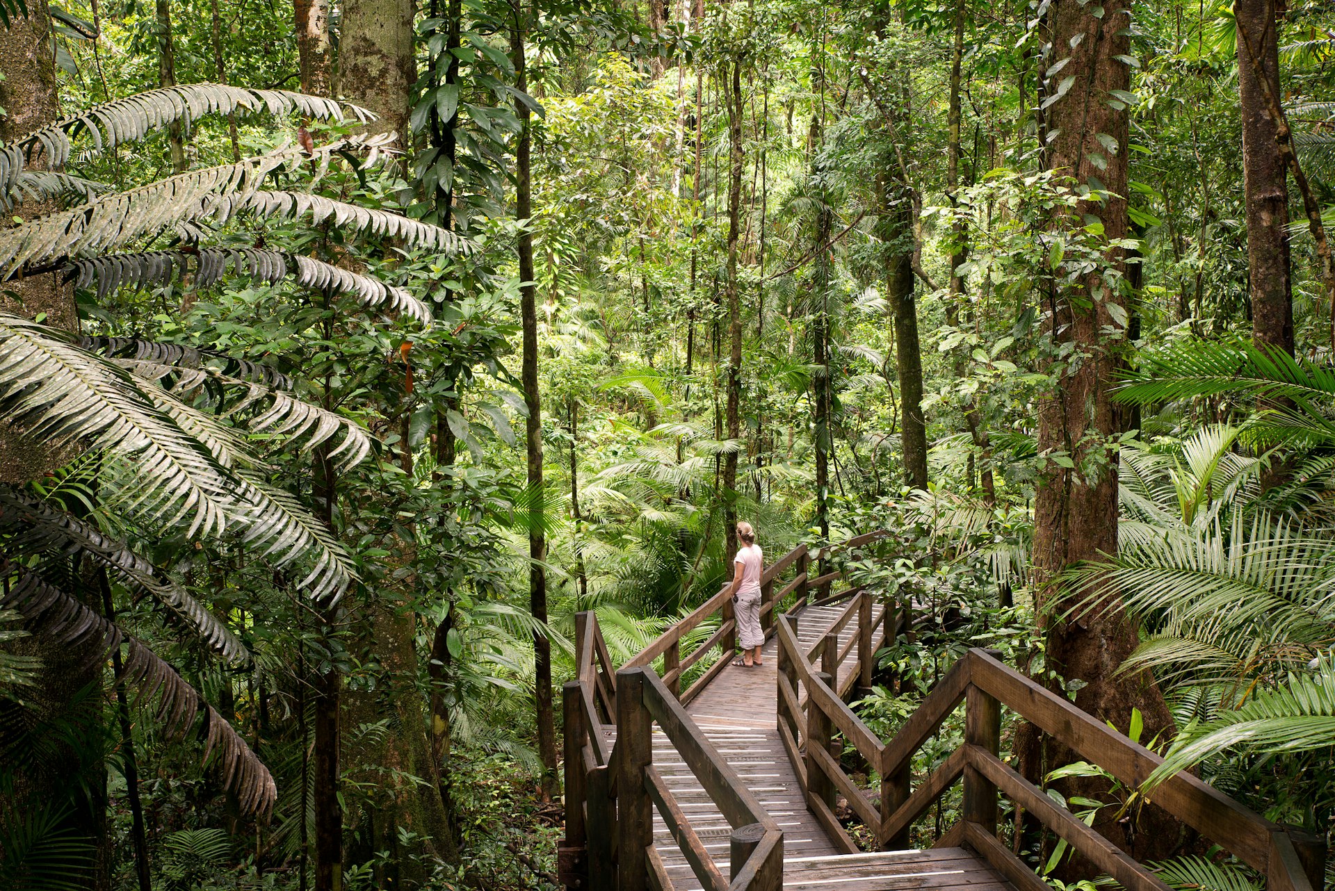 A wooden boardwalk winds its way through the treetops of Daintree Rainforest
