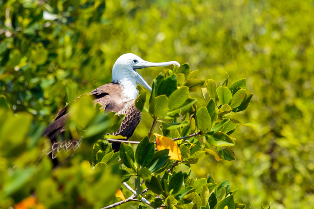 A frigate bird in the trees at La Isla Contoy Nacional A frigate bird in the trees at La Isla Contoy Nacional