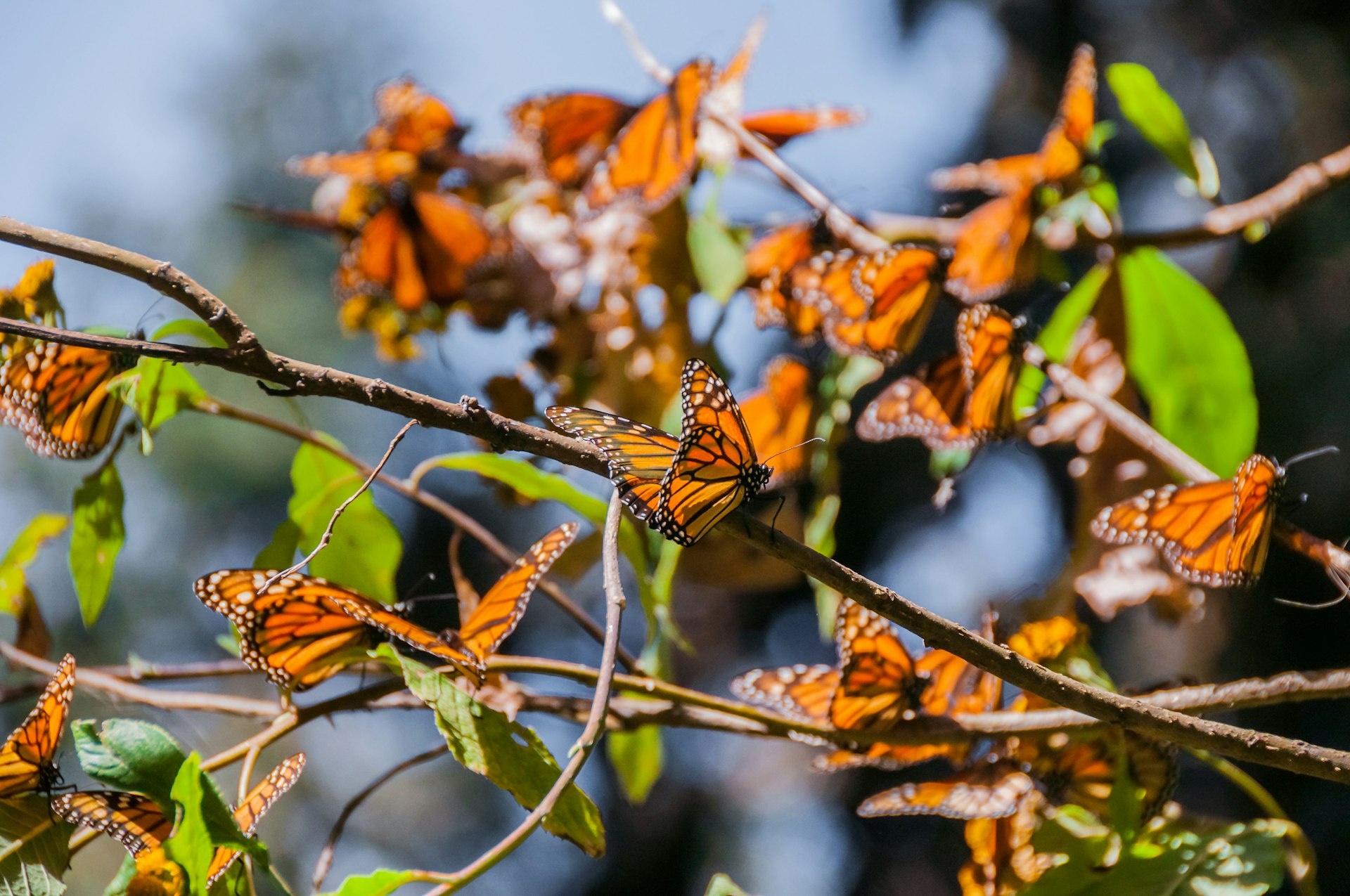 Monarch butterflies cover the branches of a tree in the Biosphere Reserve, Mexico