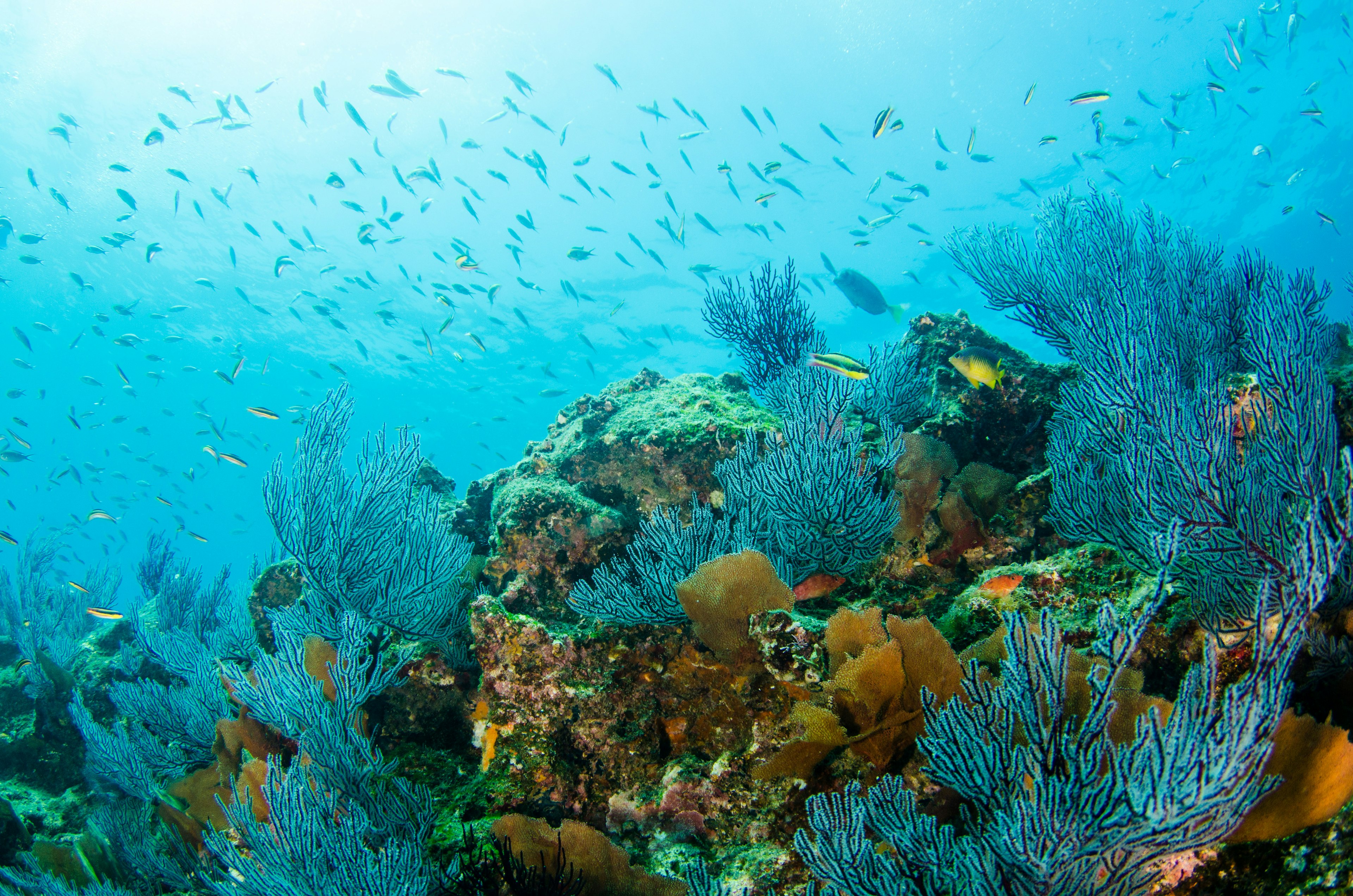 Coral reef scene in the Sea of Cortez, Cabo Pulmo National Park, Baja California Sur, Mexico.