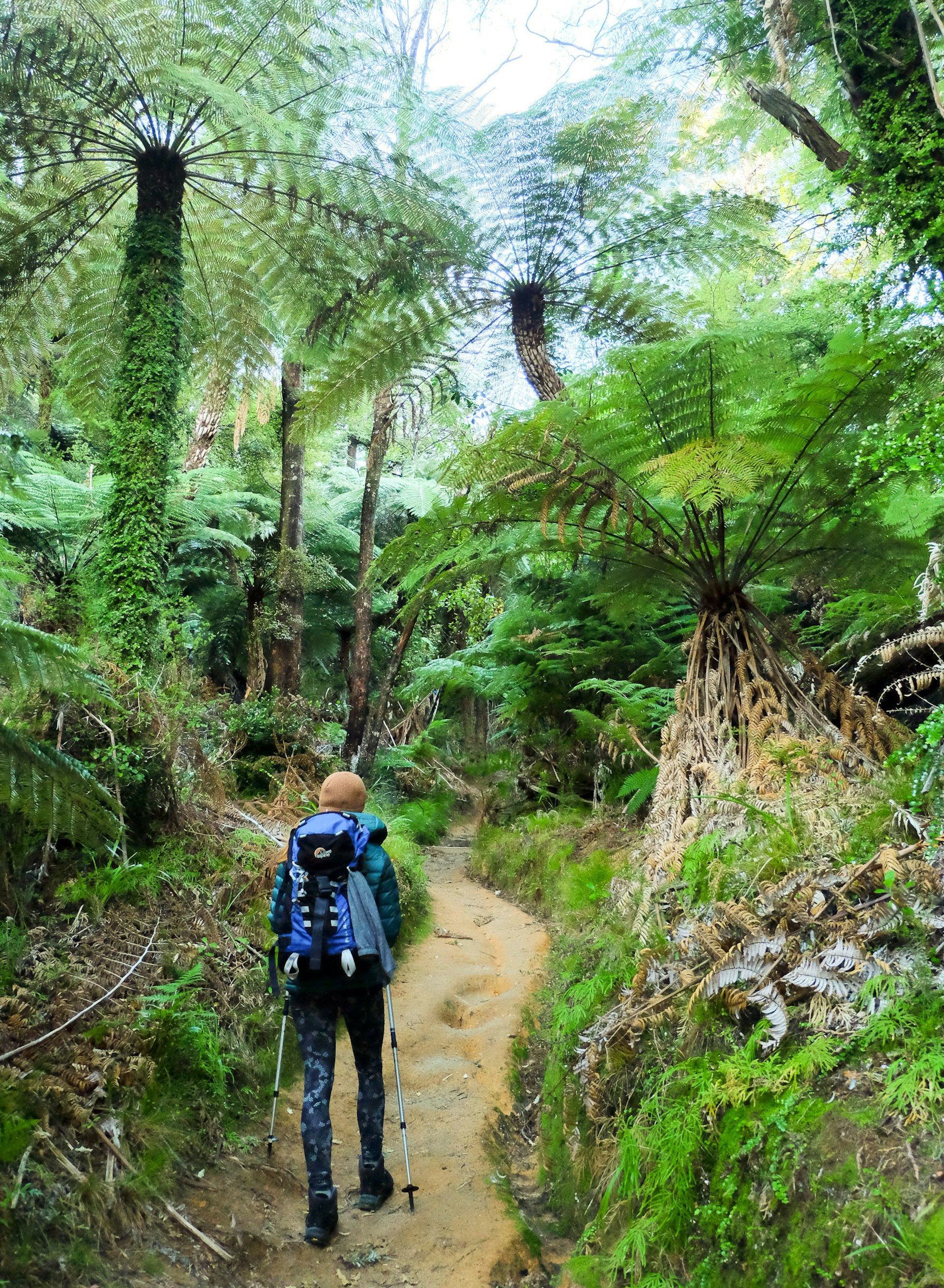 A hiker walking through furn trees on the Abel Tasman Coast Track