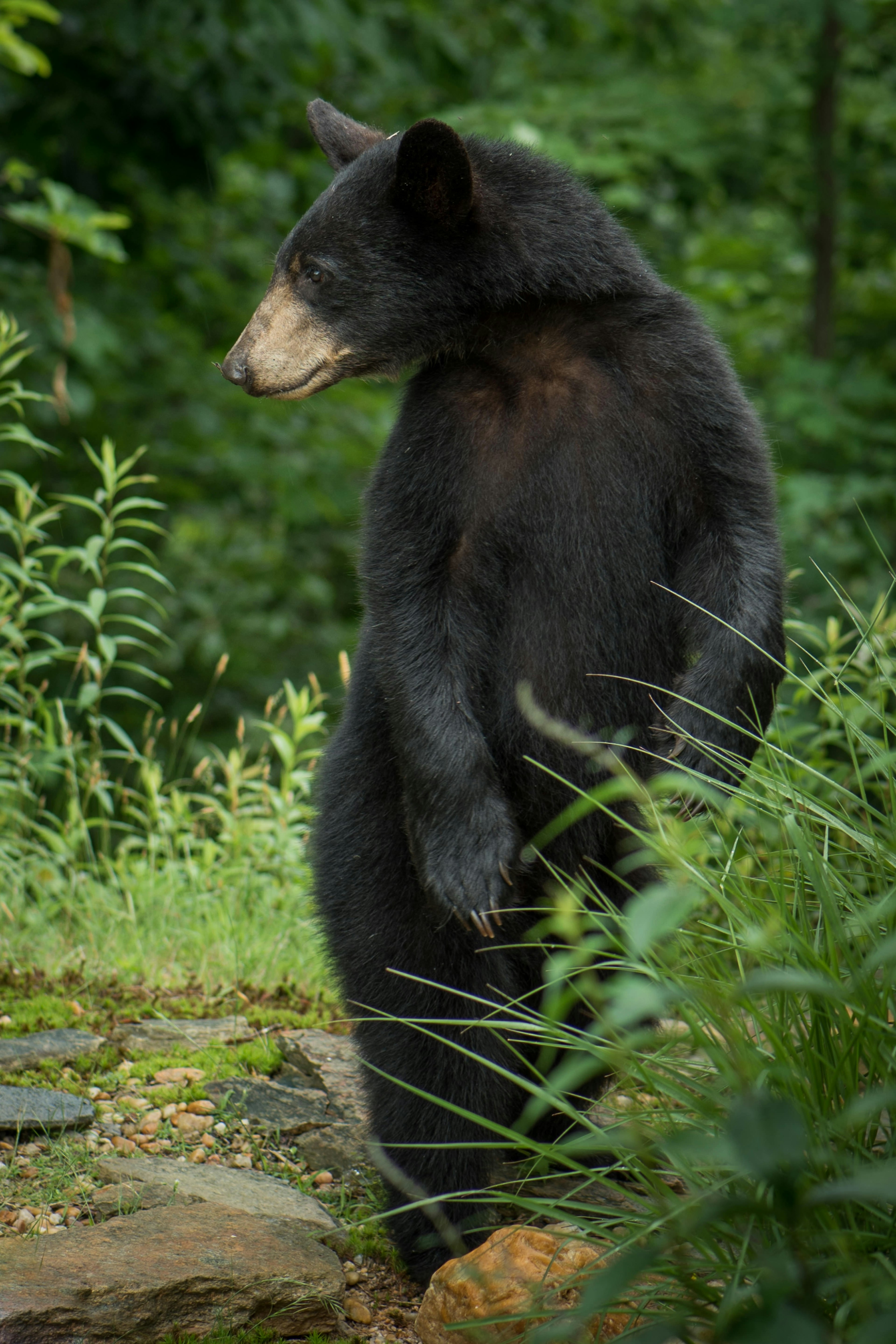 Black bear