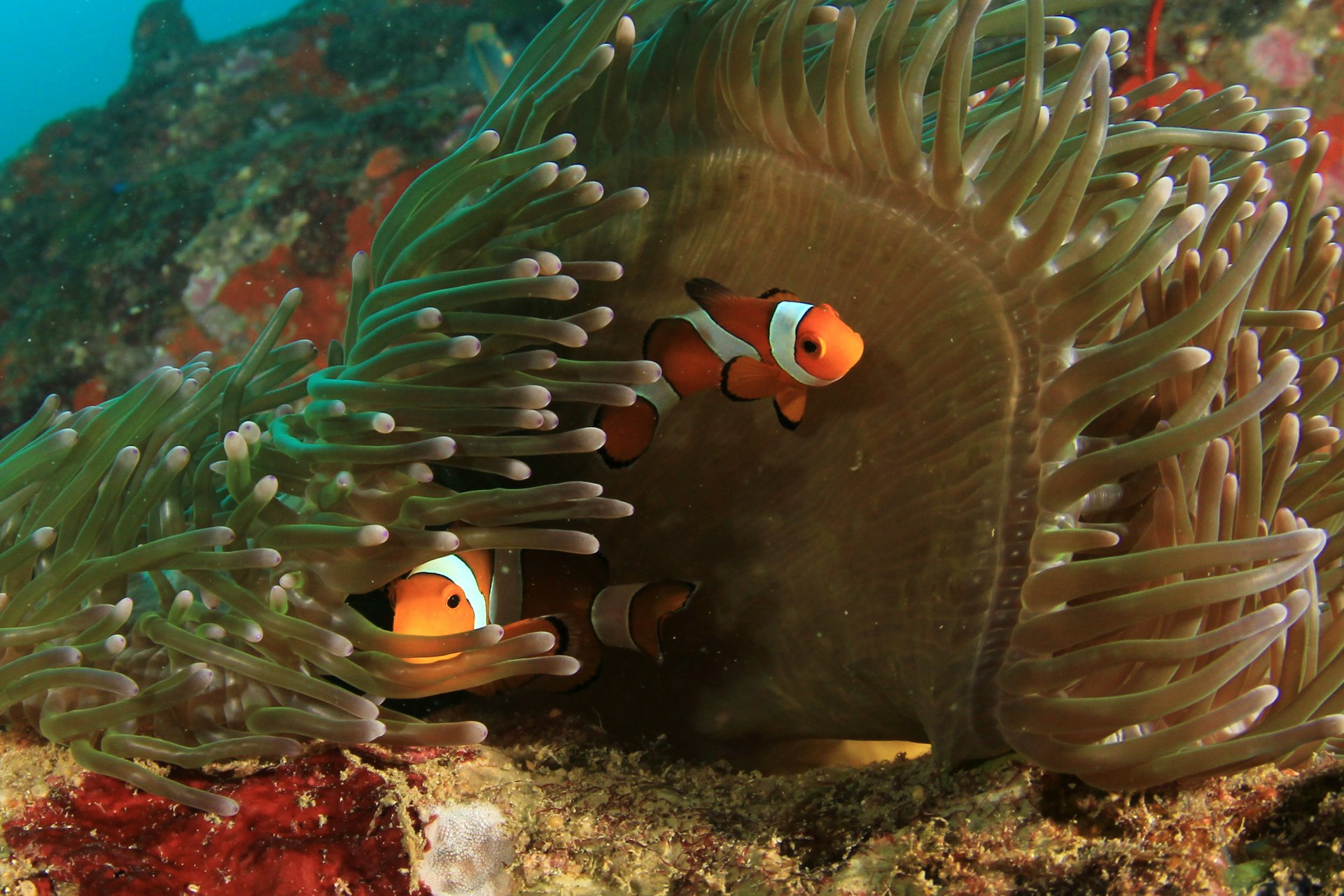 Clownfish swimming above Ningaloo Reef
