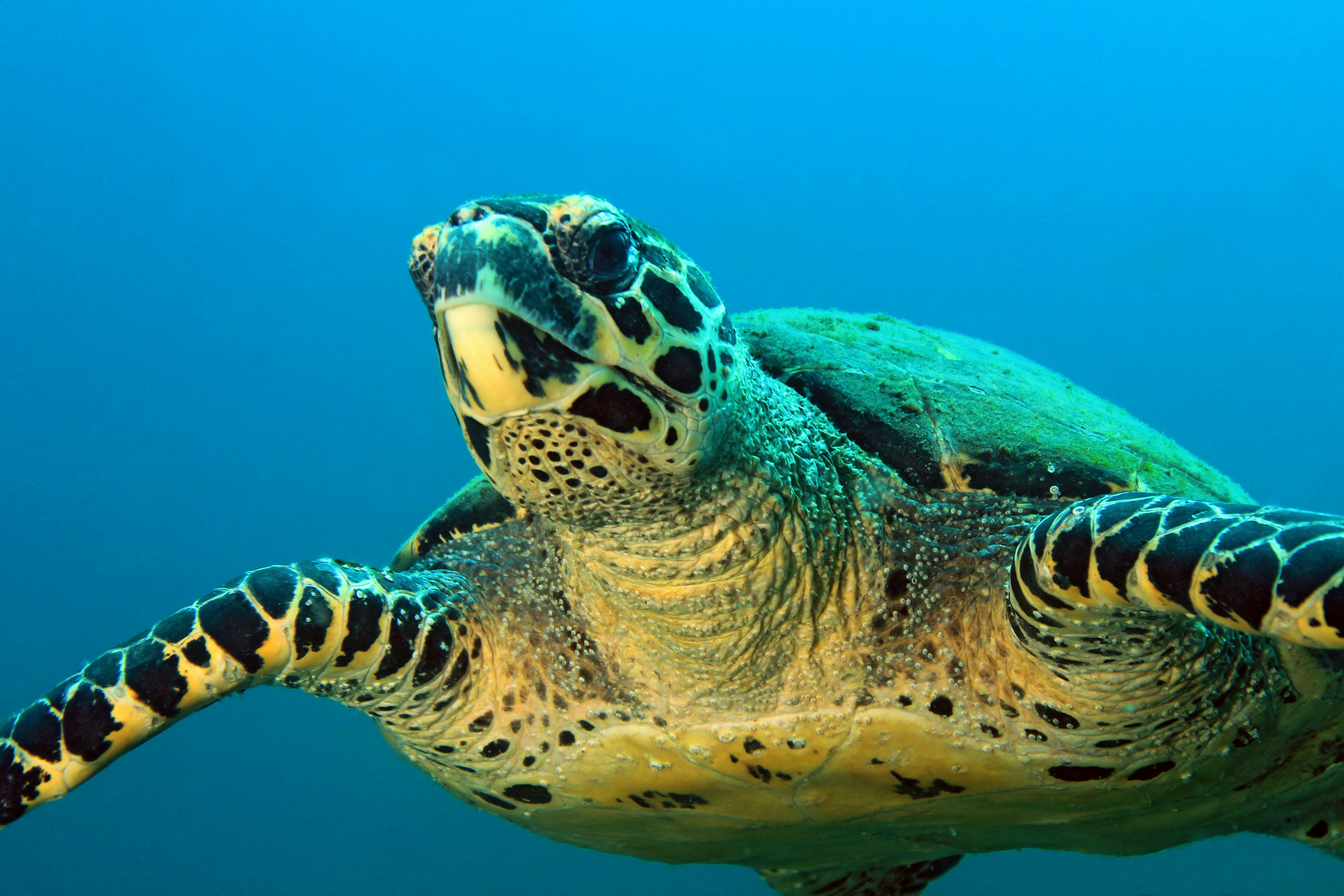 A hawksbill turtle in the waters of Parque Nacional Coiba, Panama