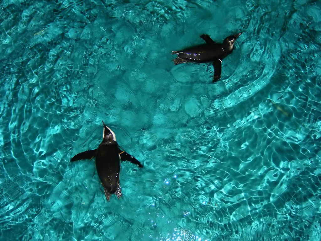 An aerial shot of two penguins swimming in a pool