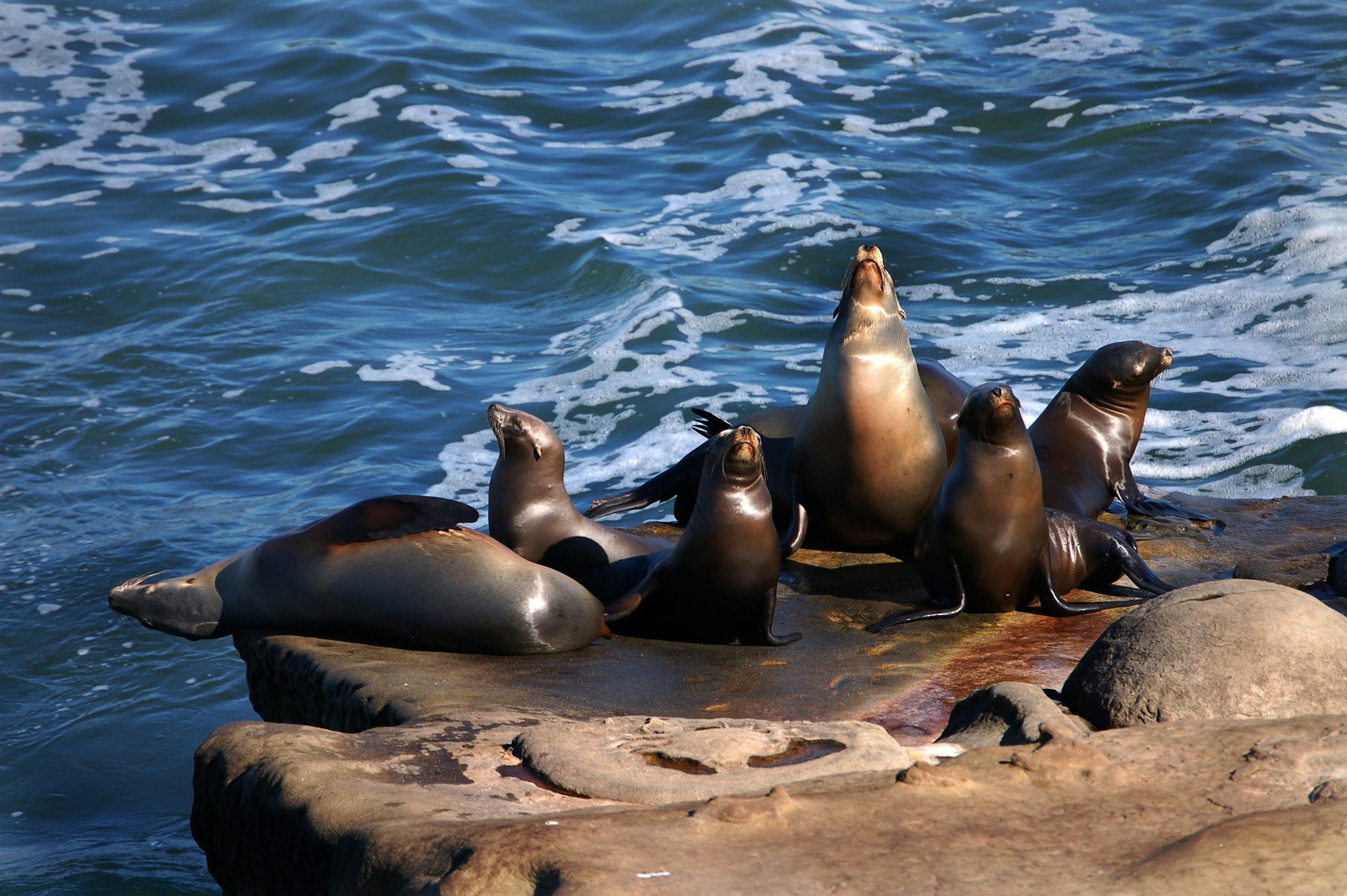 Several seals sun themselves on a rock