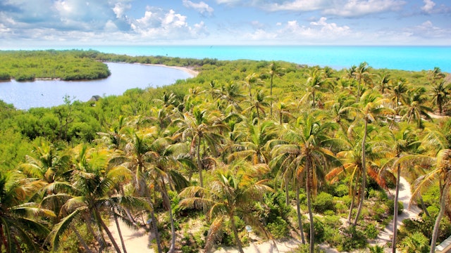 Aerial of a path between palm trees on Isla Contoy.