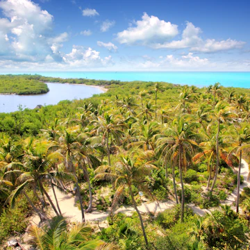 Aerial of a path between palm trees on Isla Contoy.
