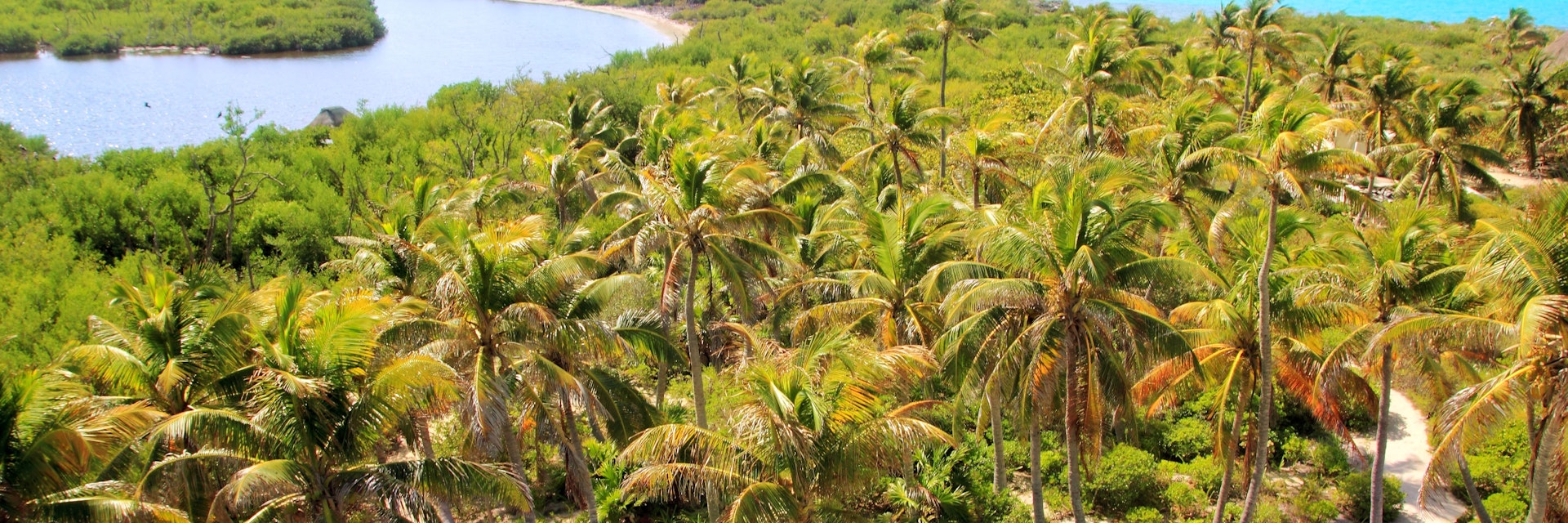 Aerial of a path between palm trees on Isla Contoy.
