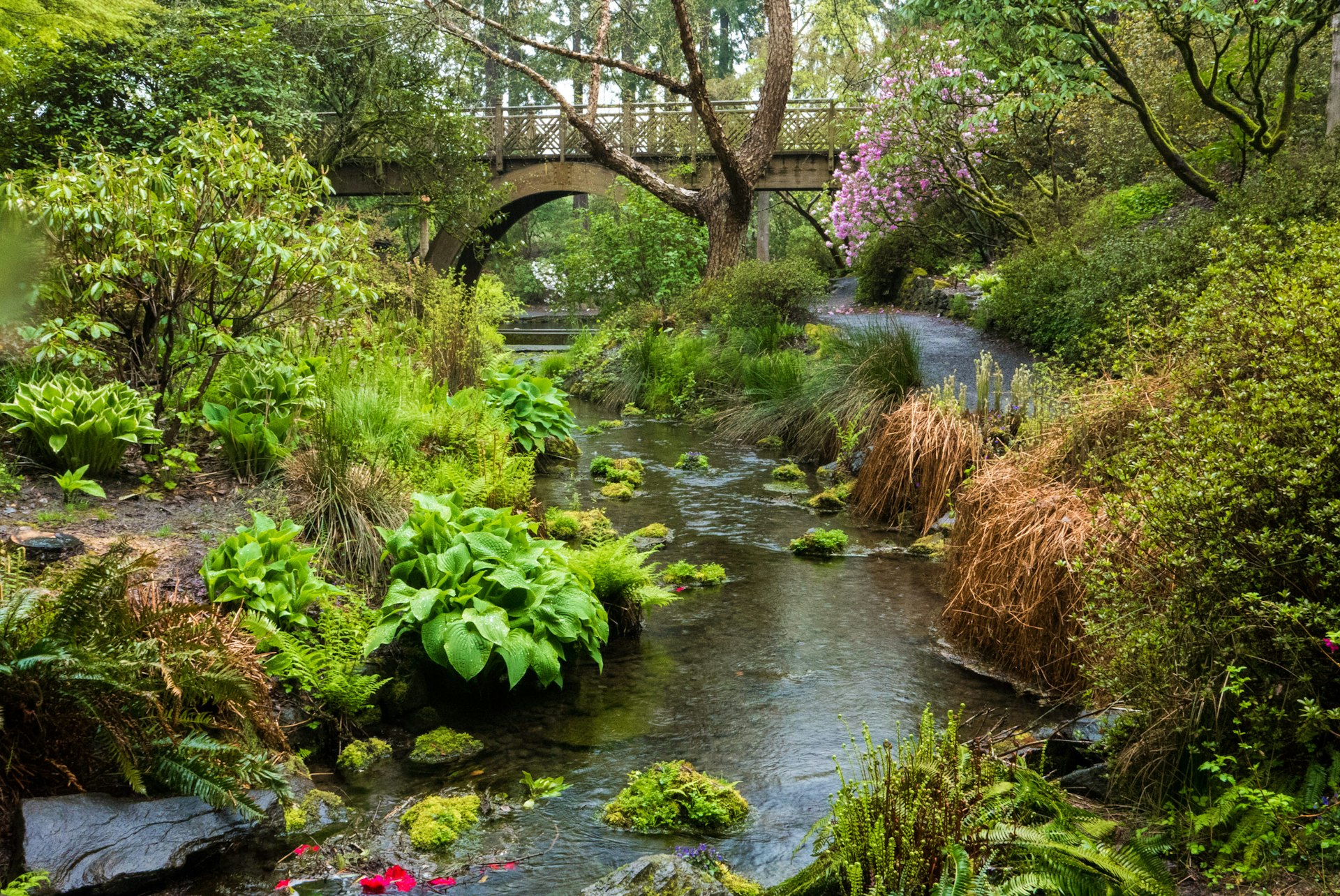A wooden bridge and a stream in Crystal Springs Rhododendron Garden in Portland, Oregon