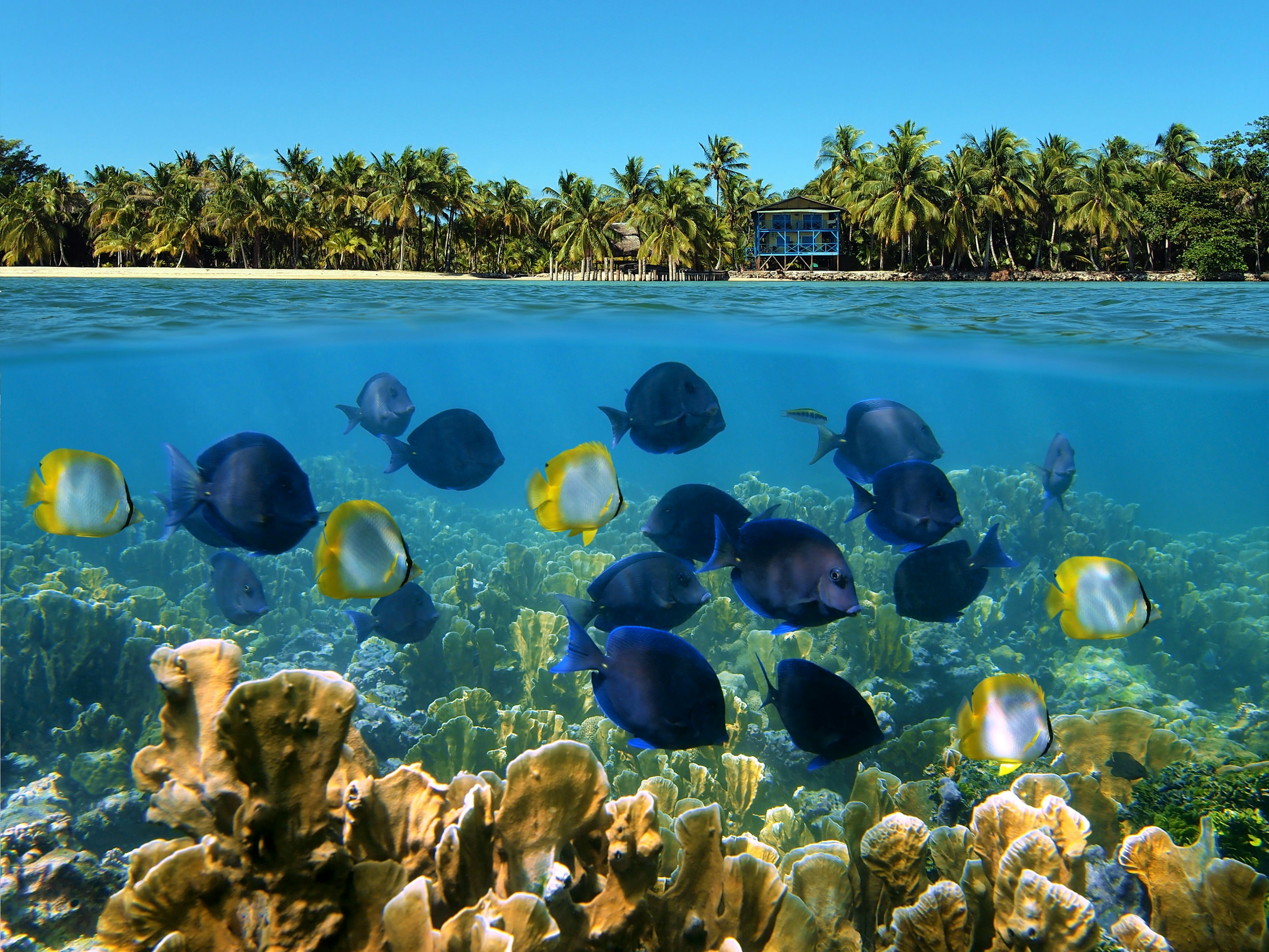 Over under landscape with a school of tropical fish in a coral reef and beach with coconut trees and house at the horizon