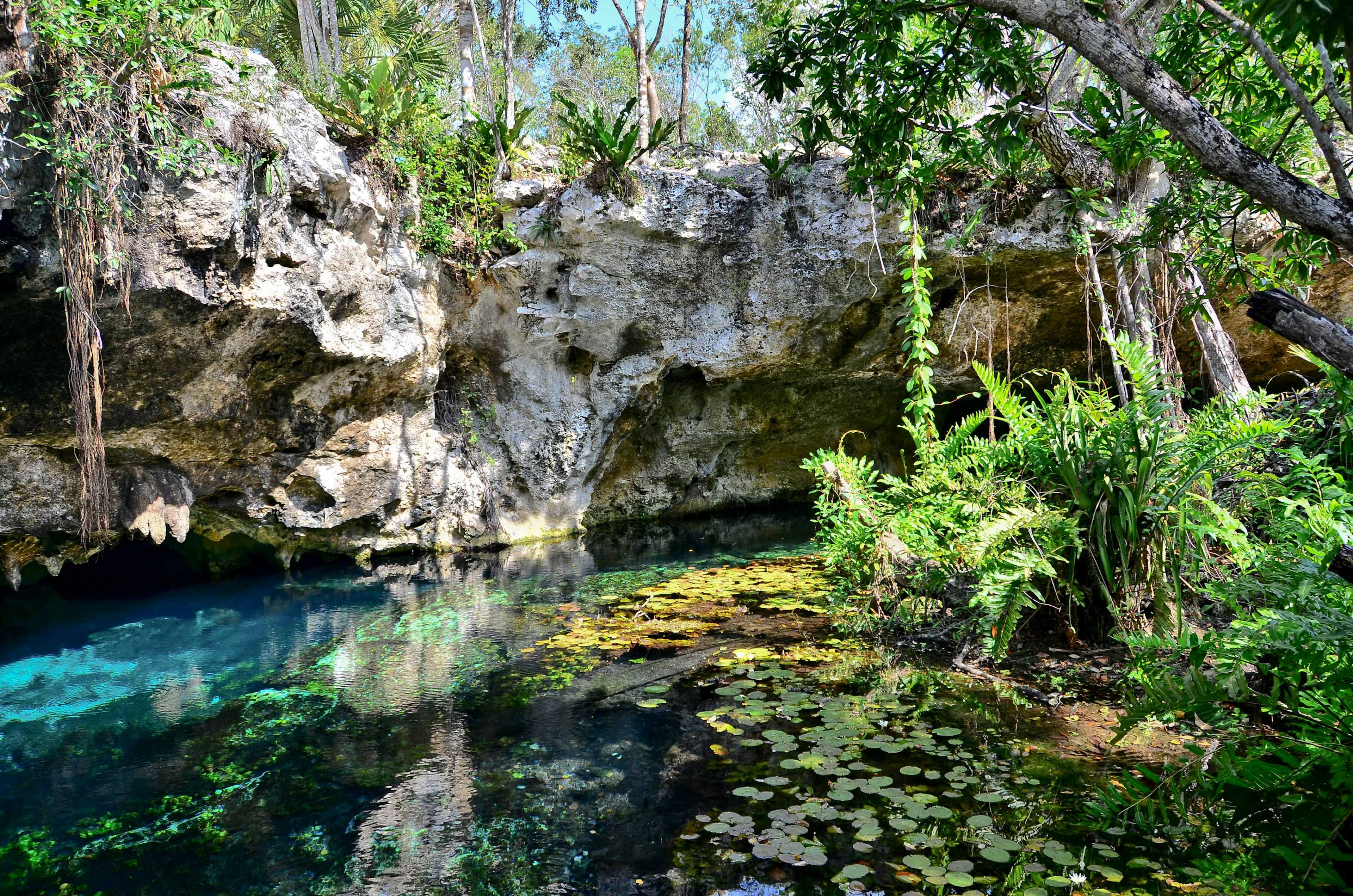 Blue water and green plant life around Gran Cenote, Tulum