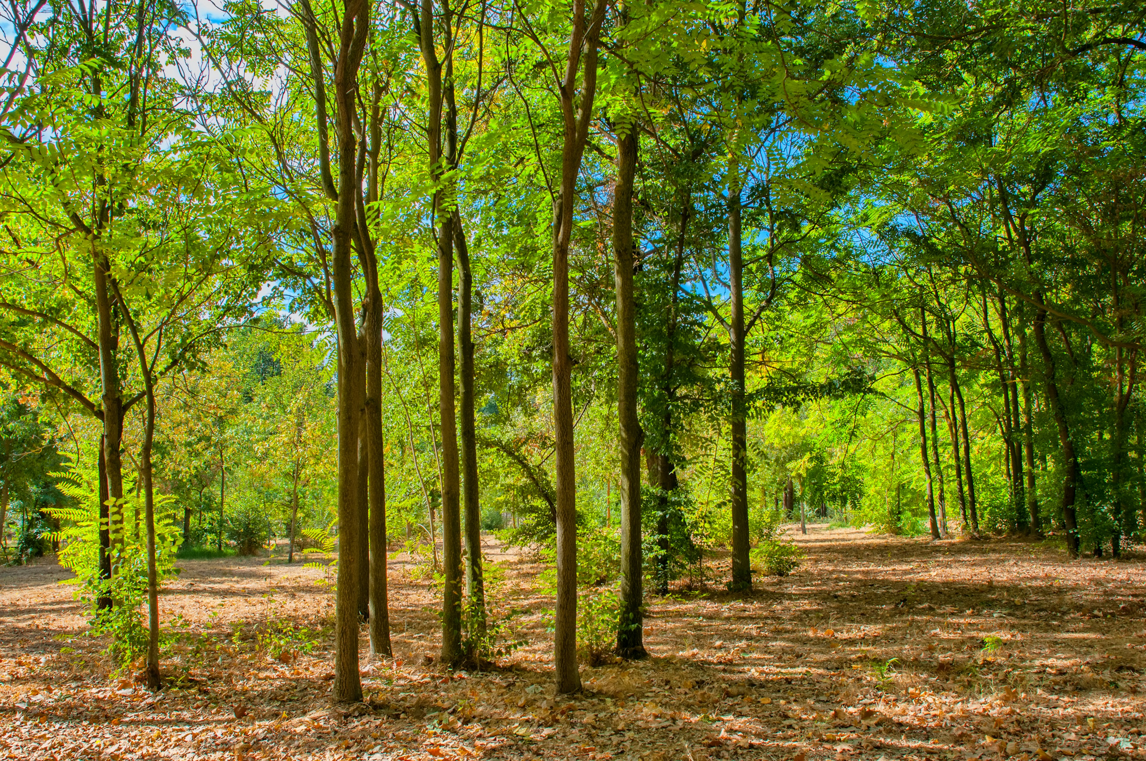 Shady Clearing in Casa de Campo Park