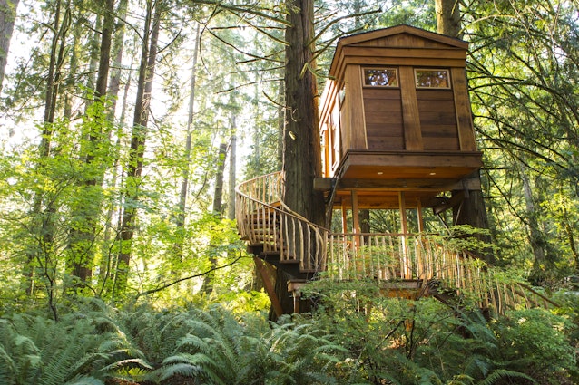 Remote tree house in forest