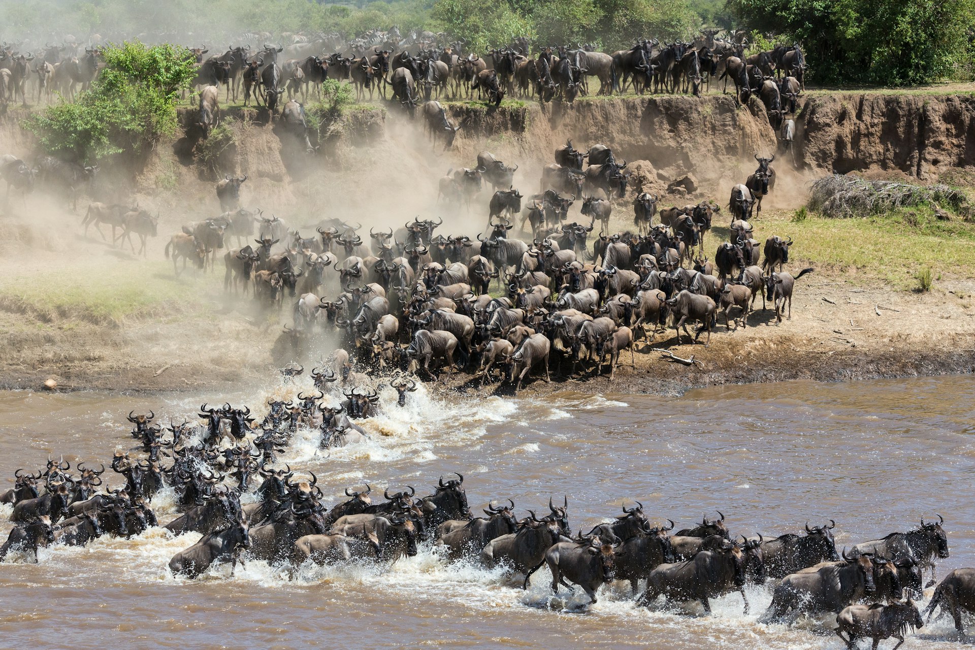 Hundreds of wildebeest scramble down a riverbank and across a river on their migration
