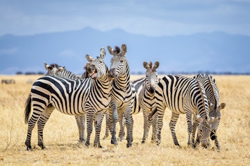 A group of zebras in a grassy field in the Tarangire National Park.