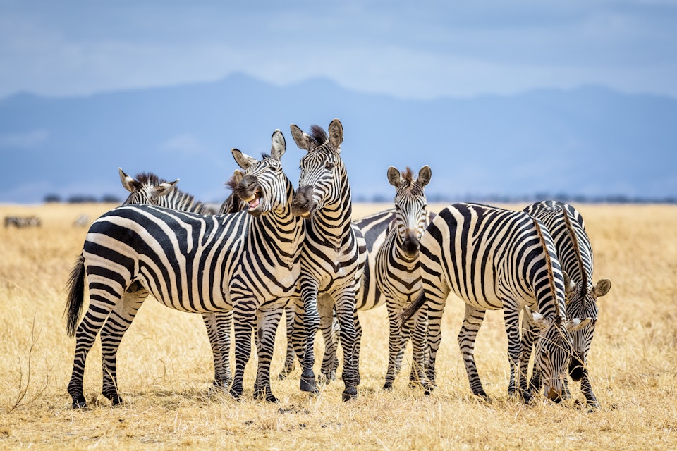 A group of zebras in a grassy field in the Tarangire National Park.