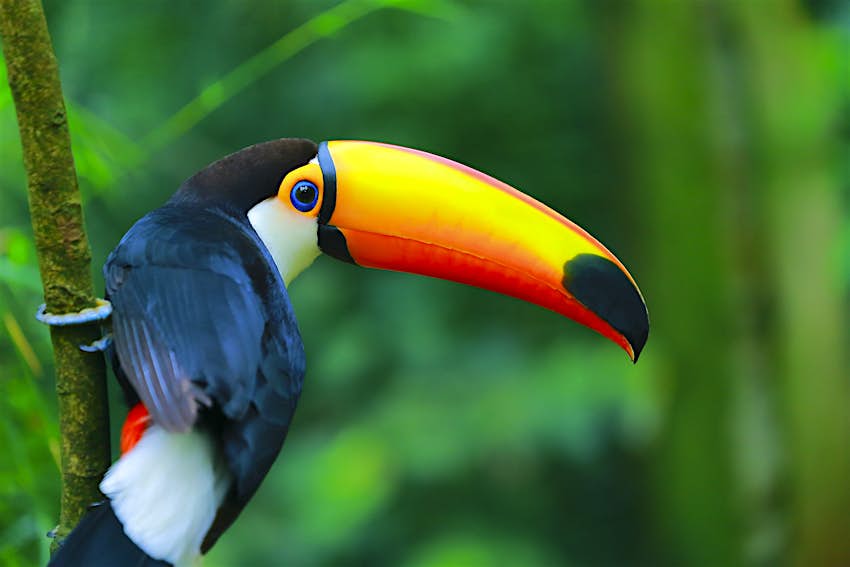 Um tucano colorido empoleirado em um galho no Pantanal, Brasil, o maior pântano tropical do mundo.