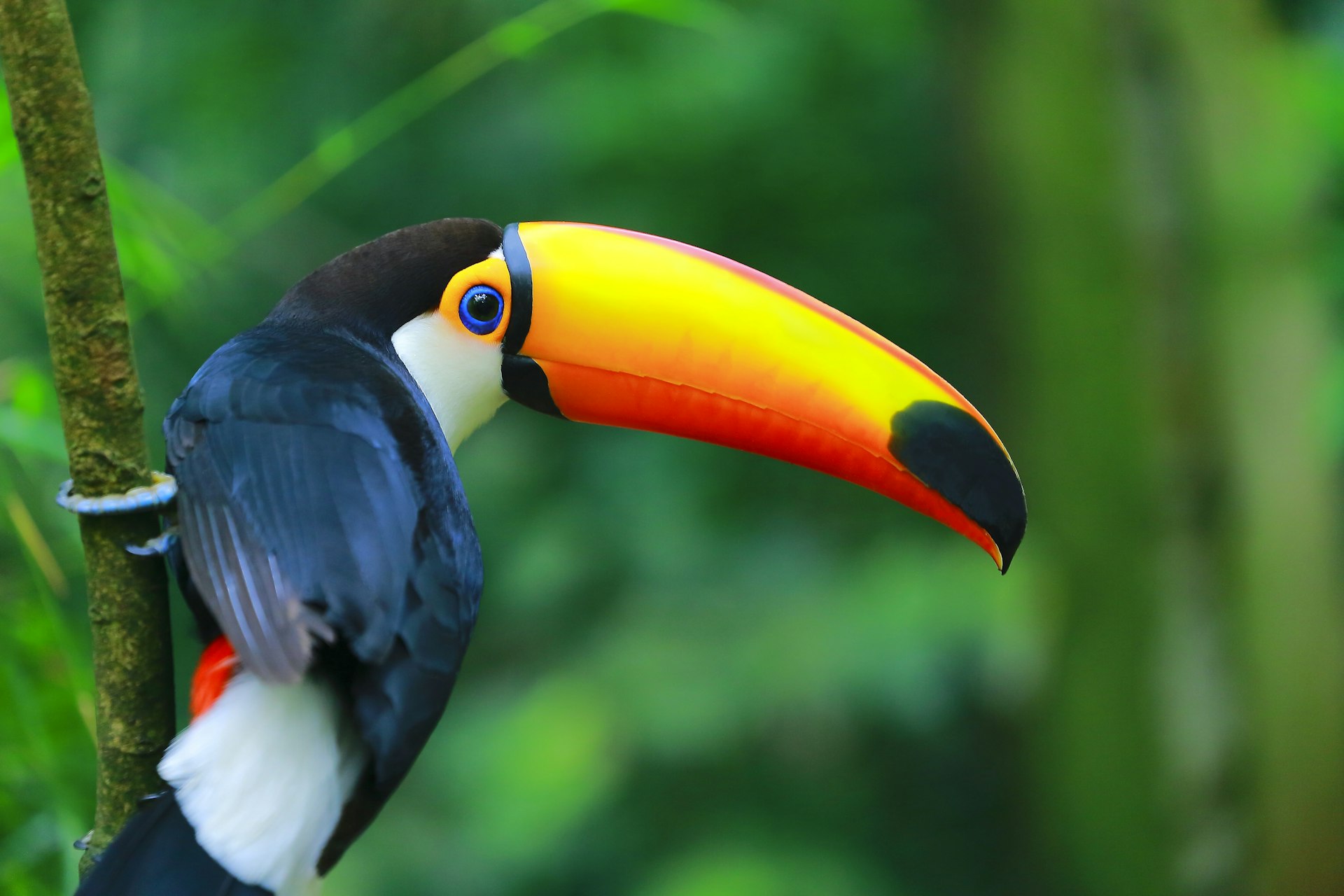 A colourful toucan perched on a branch in the Pantanal, Brazil, world's largest tropical wetland.