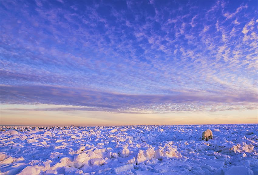 A solitary polar bear stalks the ice along the Hudson Bay coast in Canada at sunset.