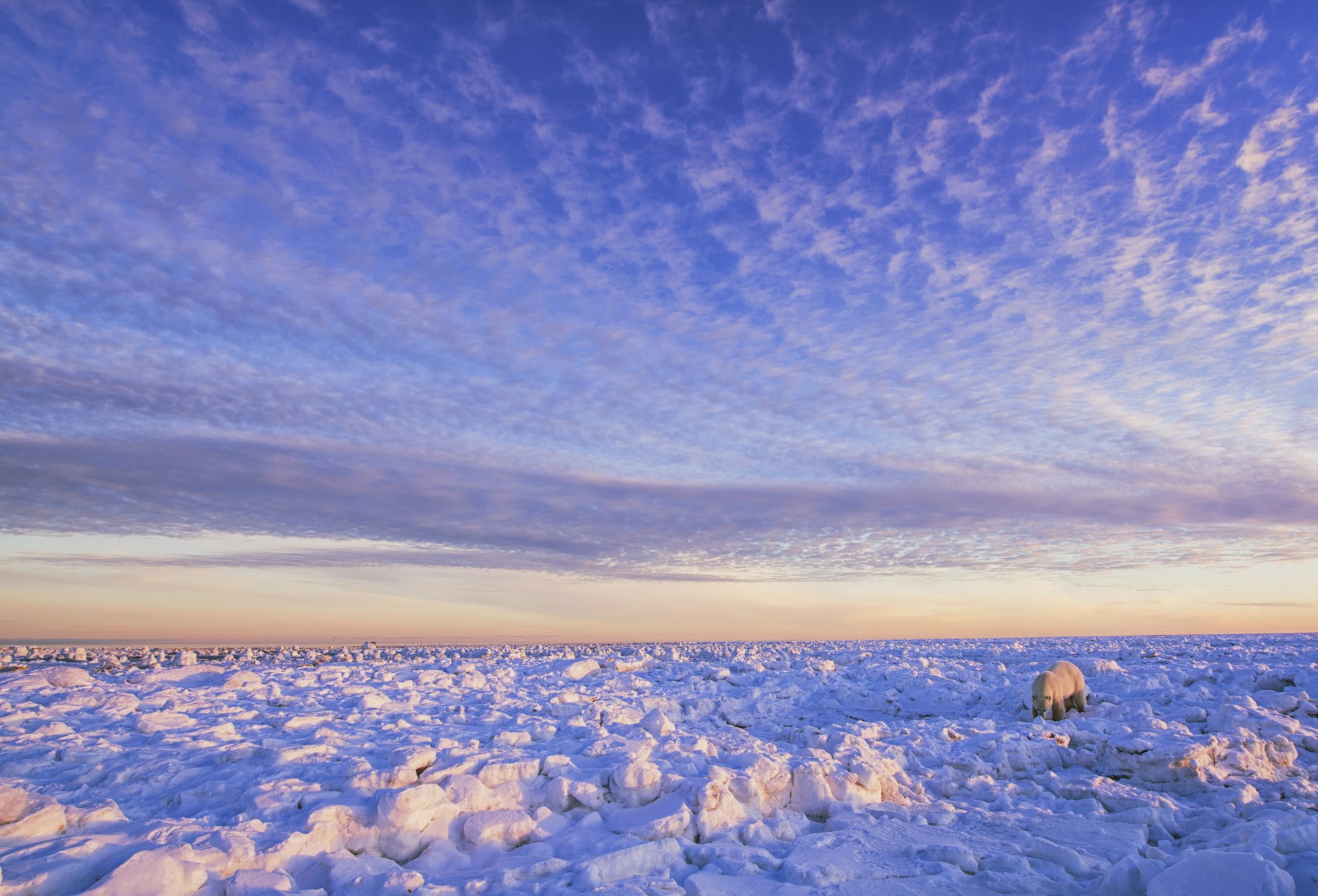 A solitary polar bear stalks the ice along the Hudson Bay coast in Canada at sunset.