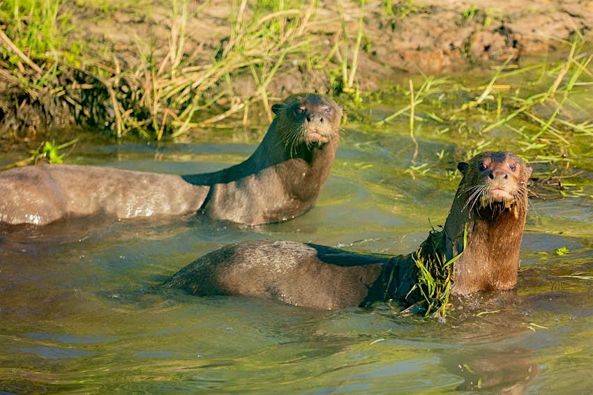 Rewilding In Argentina S Ecotourism Hotspot Saved These Giant River Otters Lonely Planet