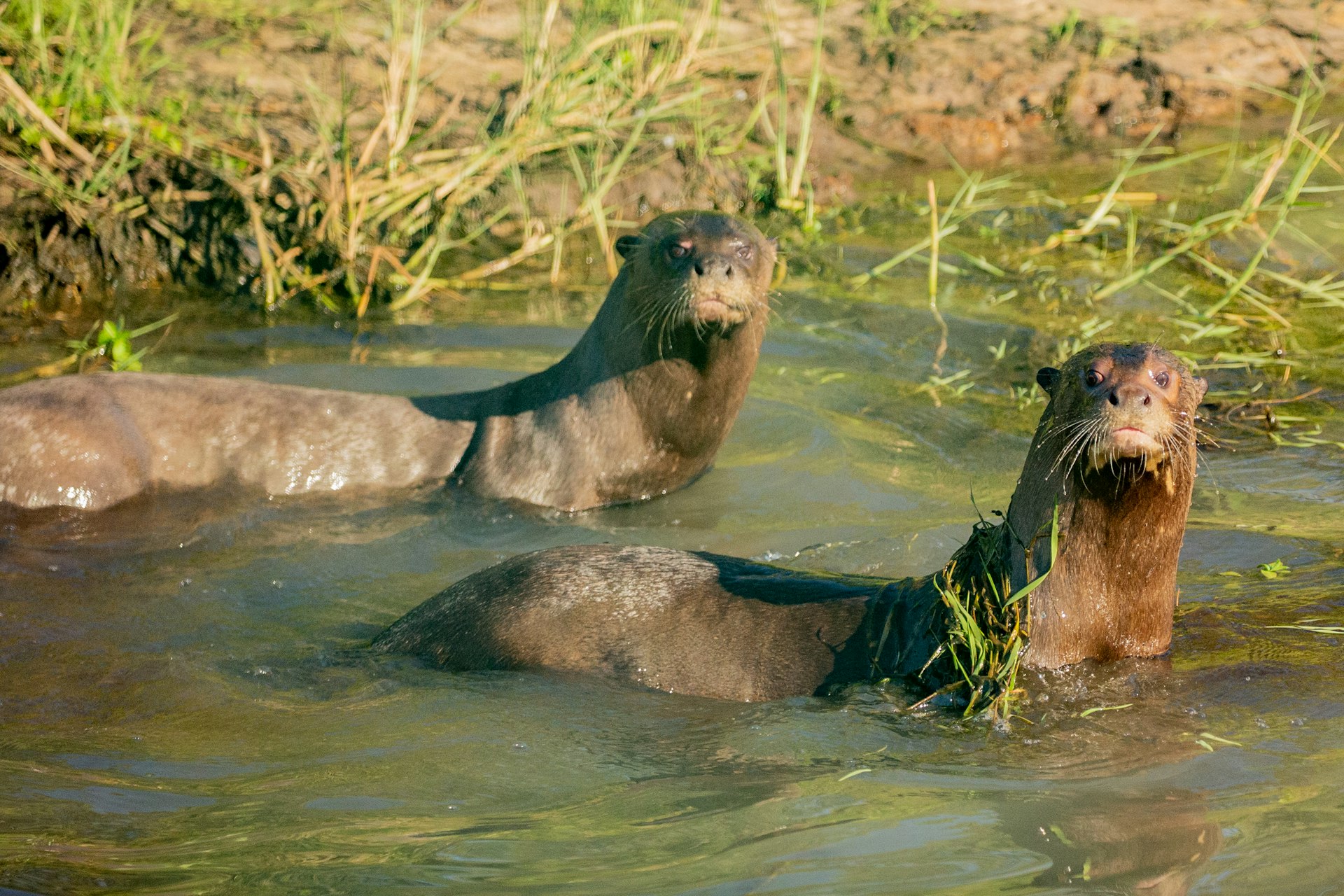 Two giant river otters in Argentina's Ibera wetlands