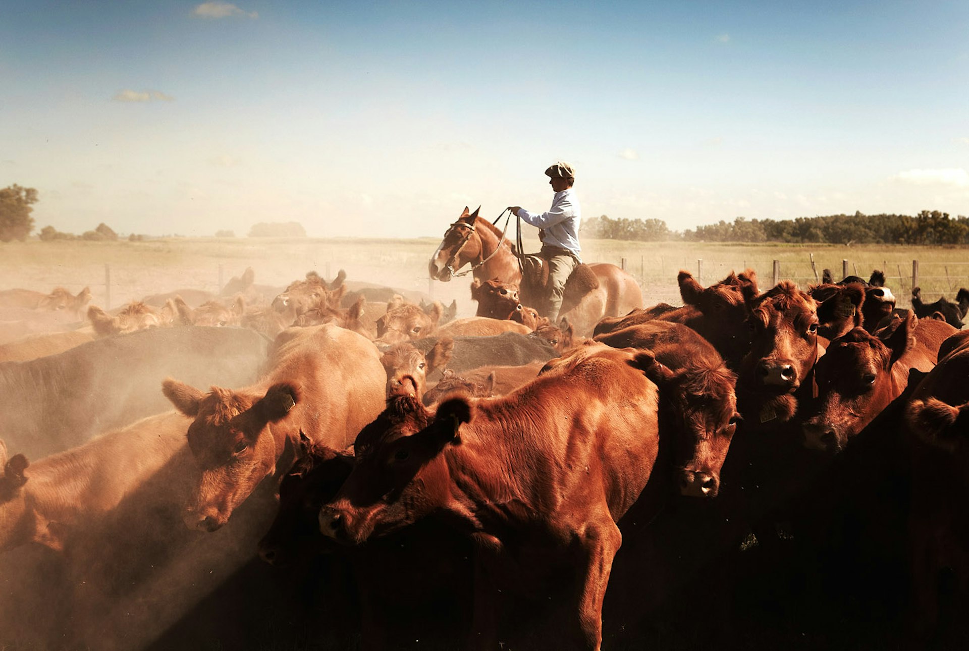A gaucho (cowboy) rides a horse among a group of cows in a dusty countryside landscape